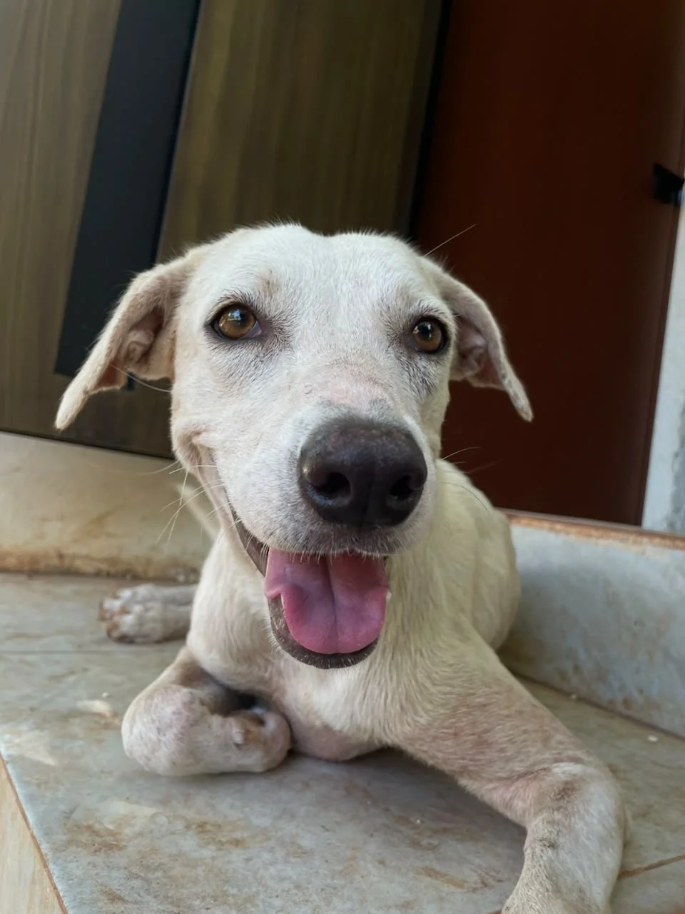 NATA - 1 ANO - HEMBRA