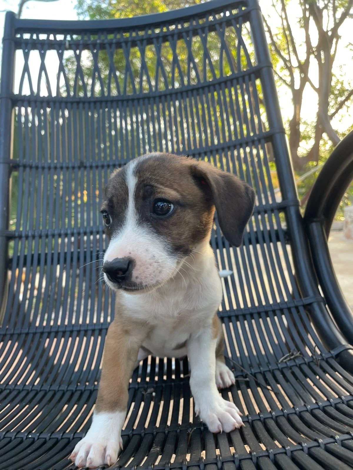 BELLOTA - 3 MONTHS - NINA - VACCINATED
