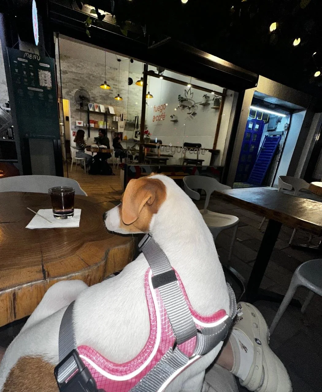 Lady Belle taken to the coffee shop late night in Mexico City 