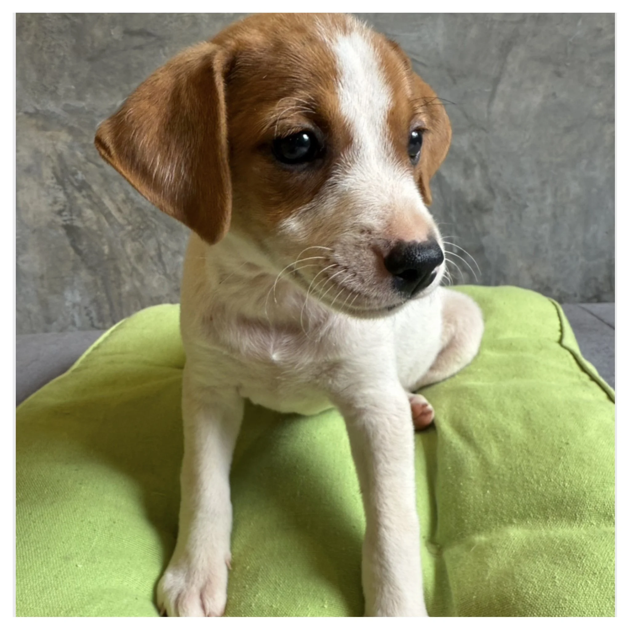 Spotty Dotty now Lady Belle