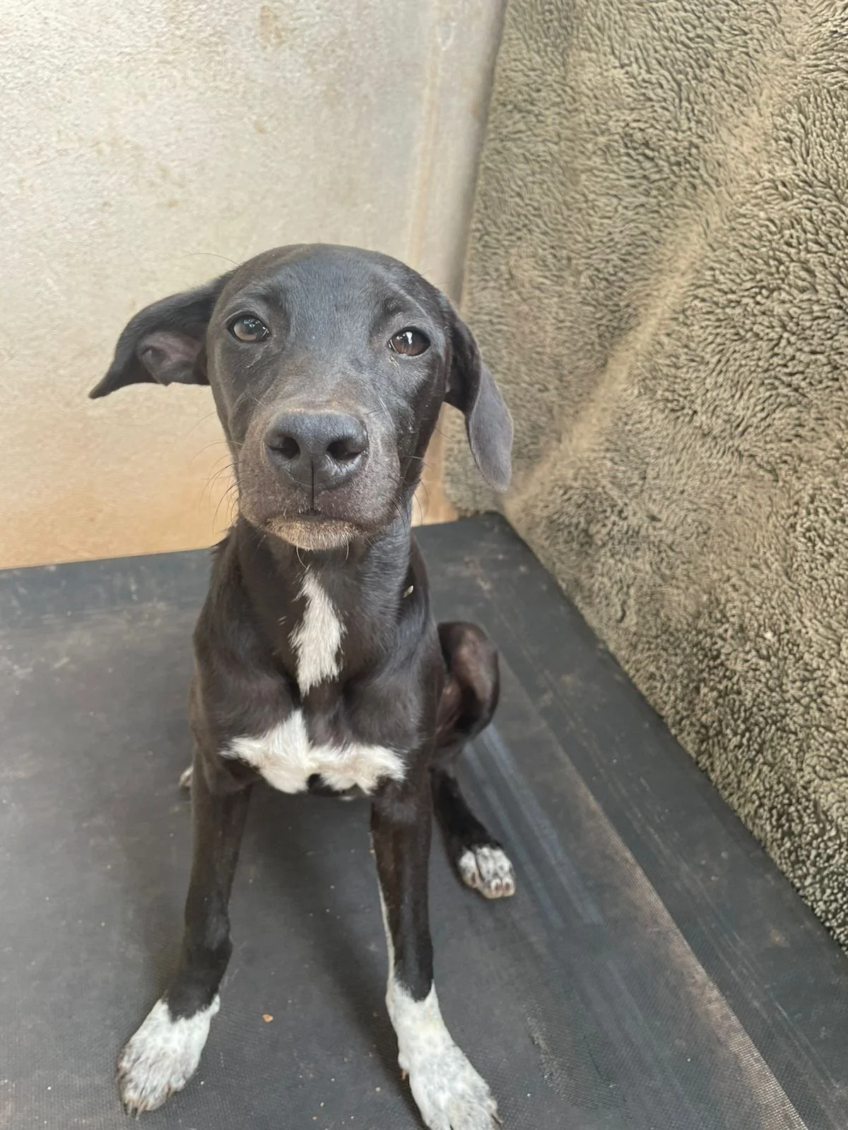 PIEMIENTA - 6 MONTHS - NINA - VACCINATED