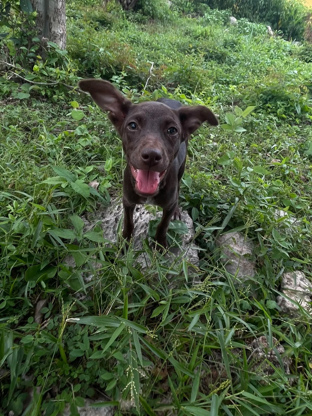 PENELOPE - HEMBRA - 5 MESES 