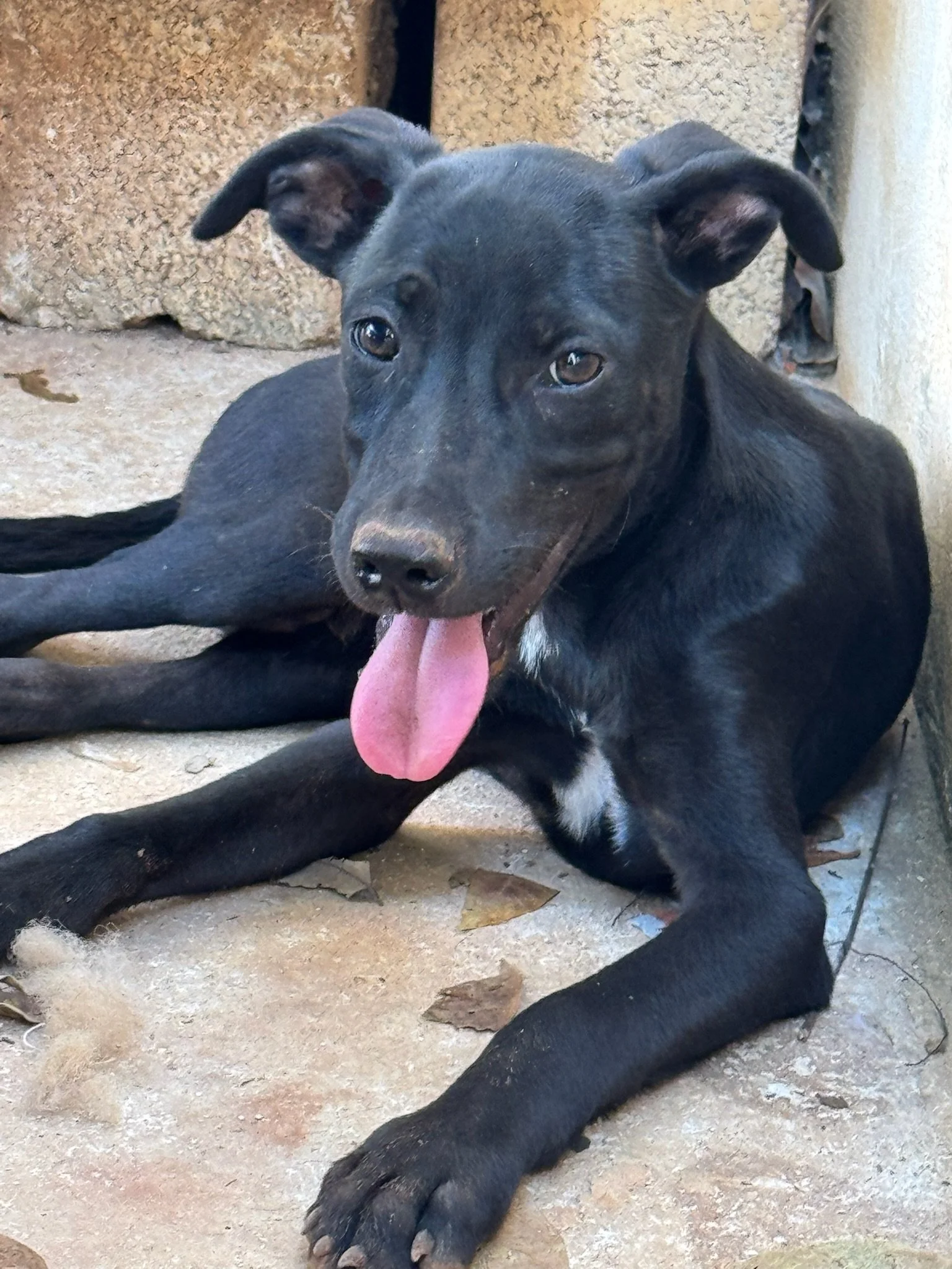OBSIDIAN - 6 MONTHS - NINO - VACCINATED 