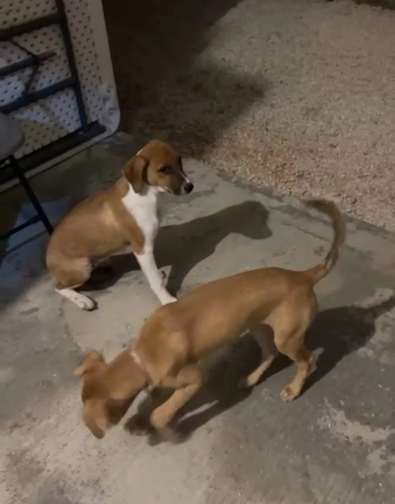 Maple meeting Miel her sister again 