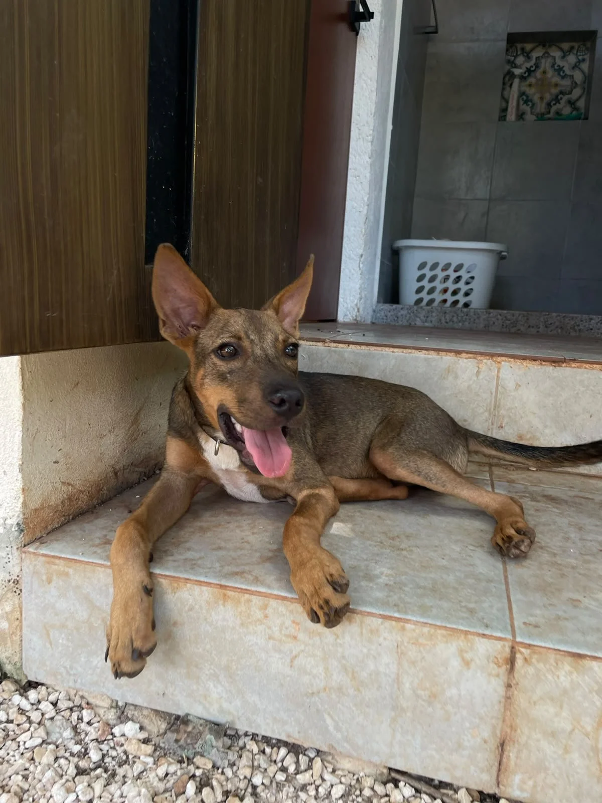 JUPITER 5 MESES MACHO