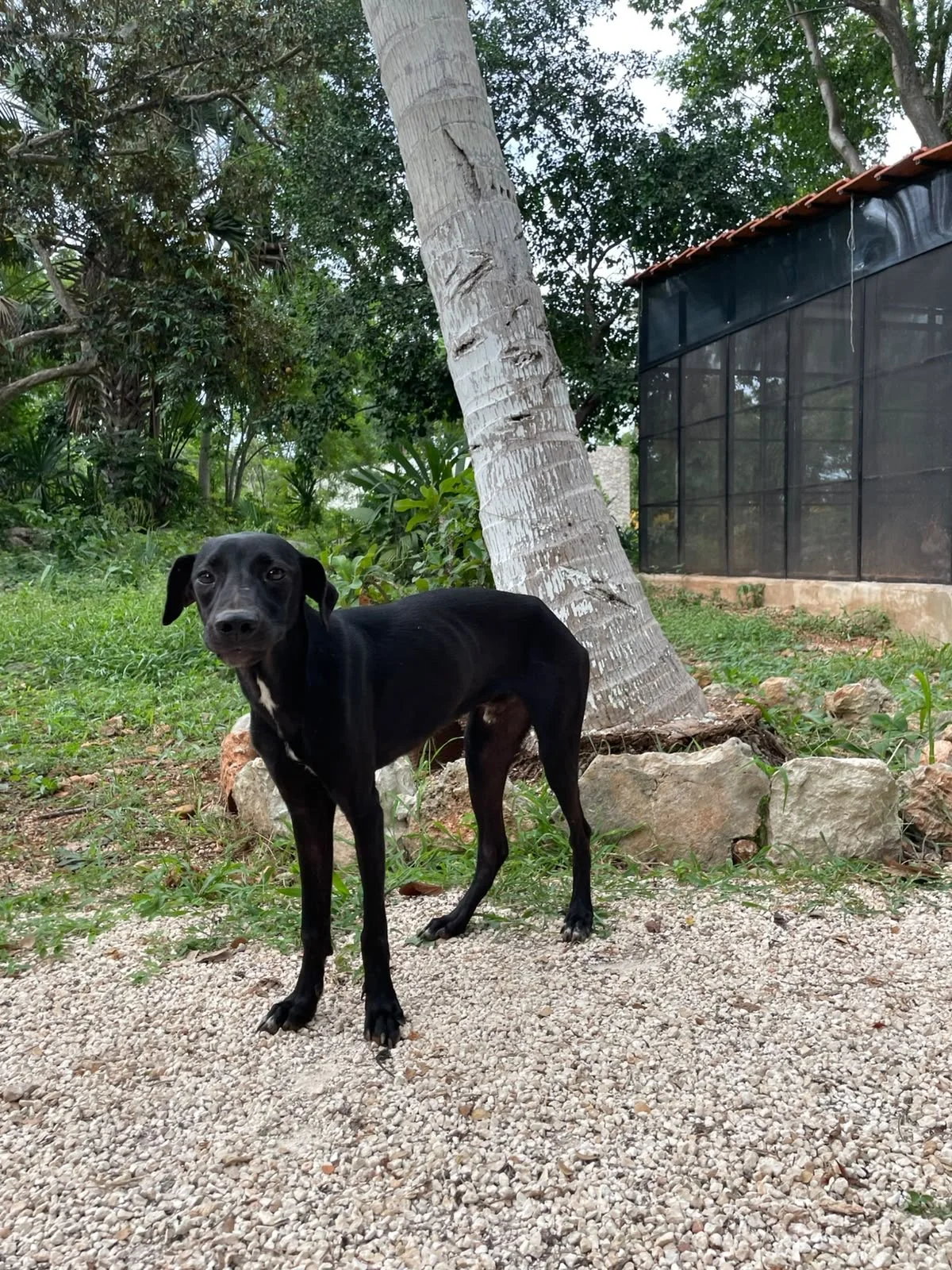 JAZZ - MACHO - 9 MESES - ESTERILIZADO 