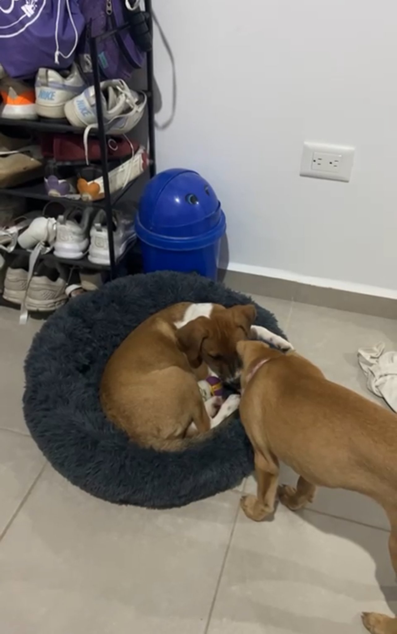 Maple taking Miels bed 