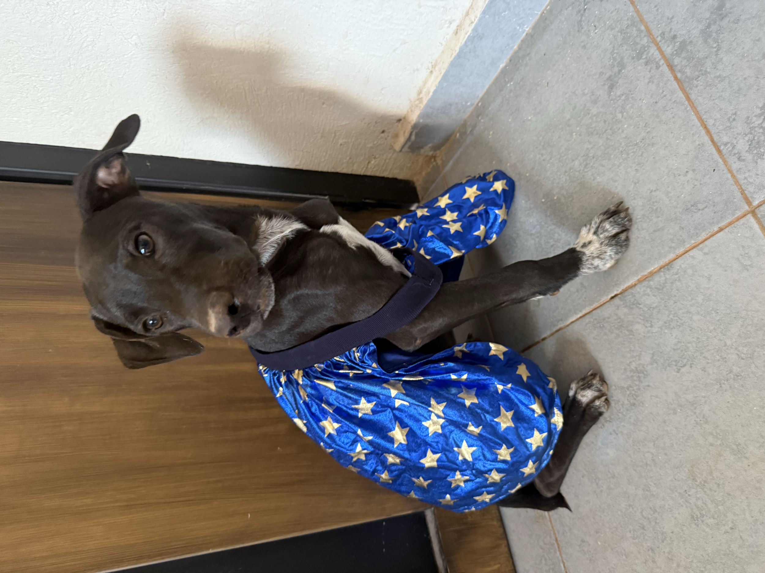 JAZZ - 6 MONTHS - NINO - VACCINATED
