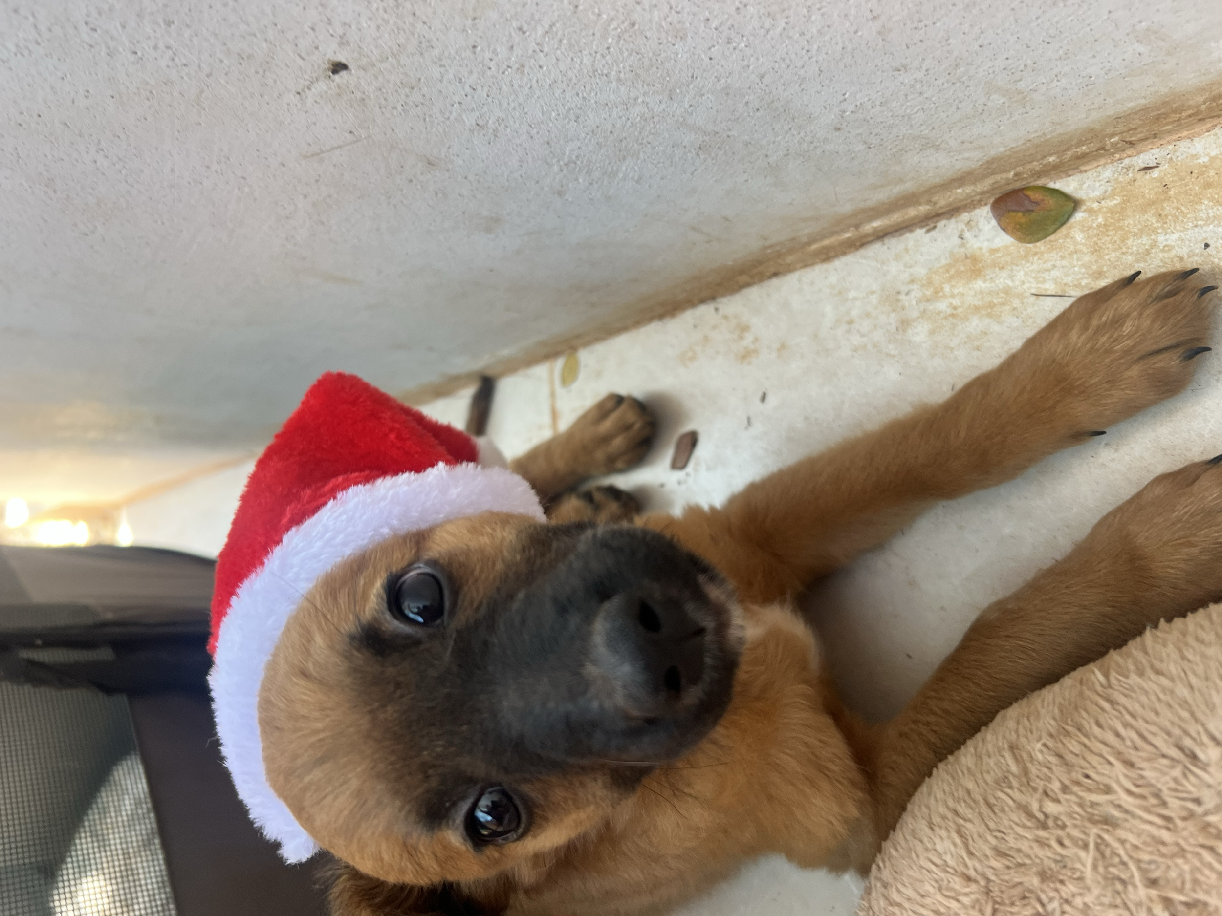 Chaya before she went to her new hacienda home near by 