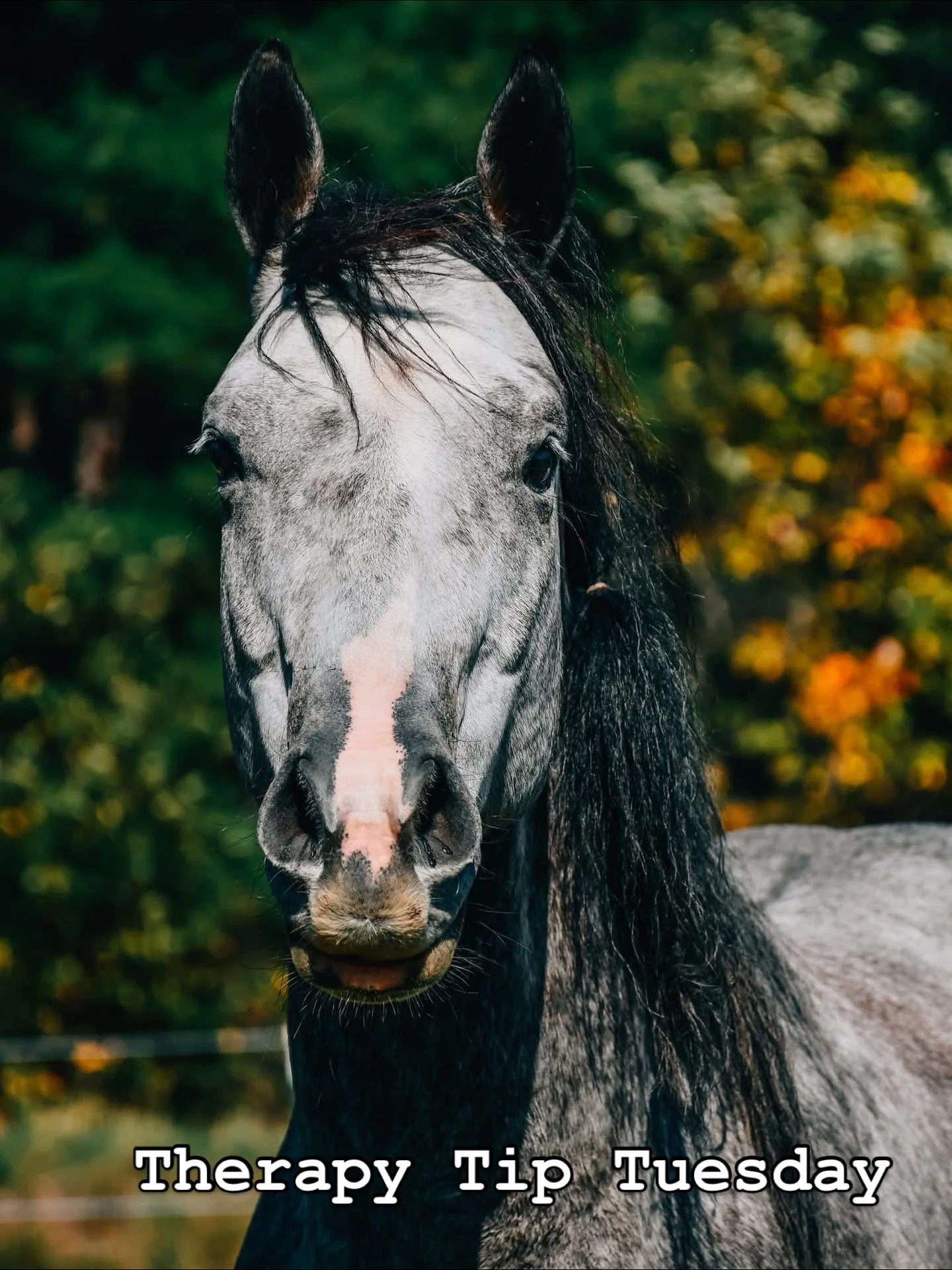 🐴 Notice Before You React

One of the most powerful lessons our horses teach is awareness before action.

In equine-facilitated psychotherapy, clients often notice how a horse responds to their emotions or energy &mdash; even before a single word is