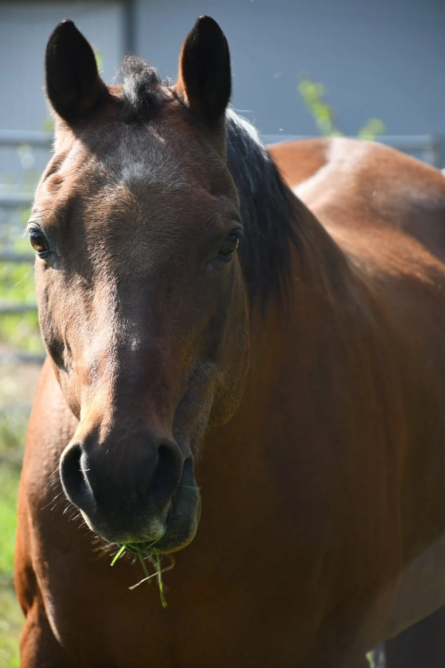 Close-up of a brown horse with a few blades of grass hanging from its mouth, standing outdoors on a sunny day.