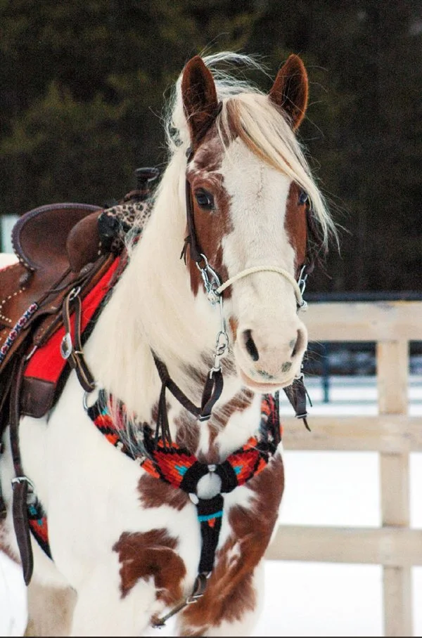 A white and brown pinto horse with a blonde mane, wearing a colorful saddle and bridle, standing outdoors near a wooden fence.