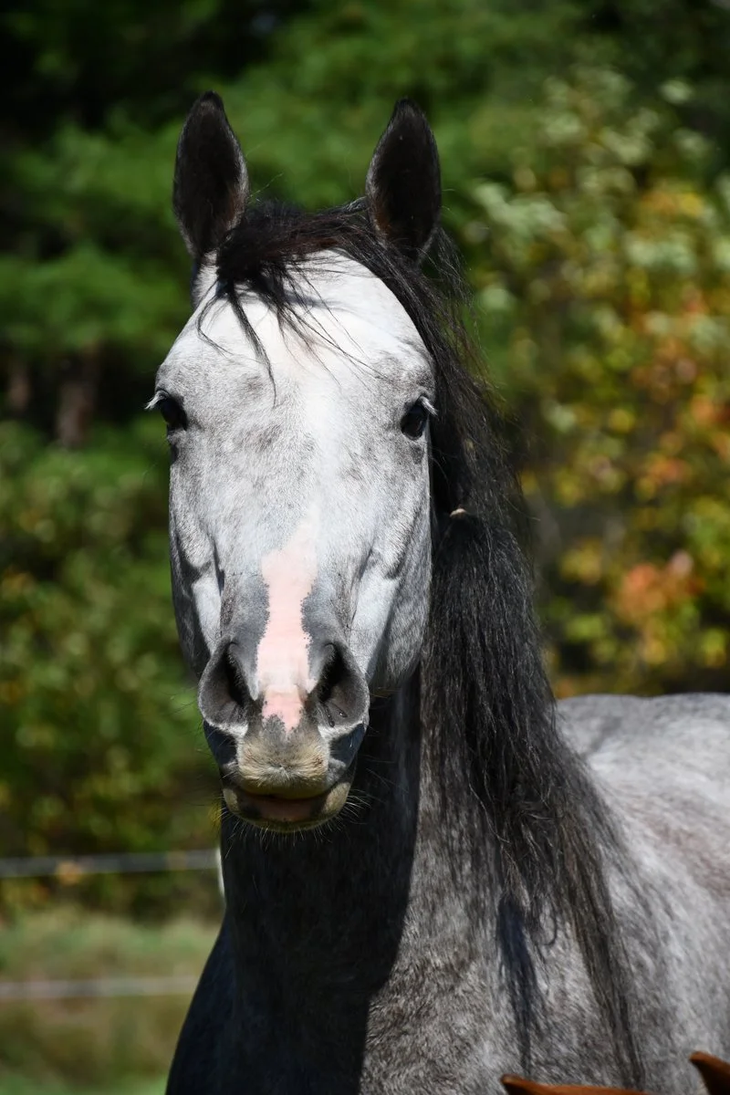 Close-up of a gray horse with a black mane, standing outdoors with green foliage in the background.