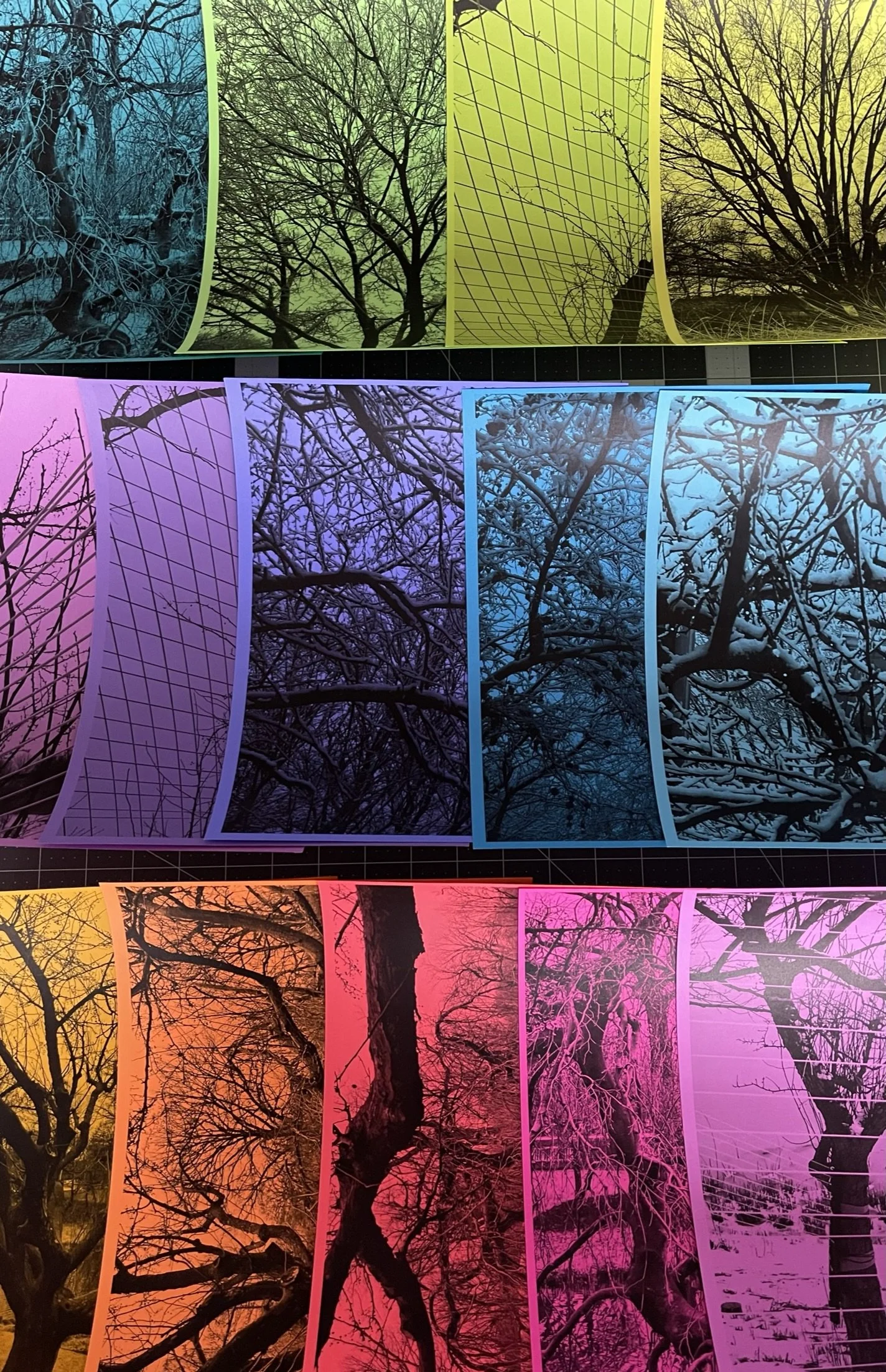 Colourful Bare Trees Photos