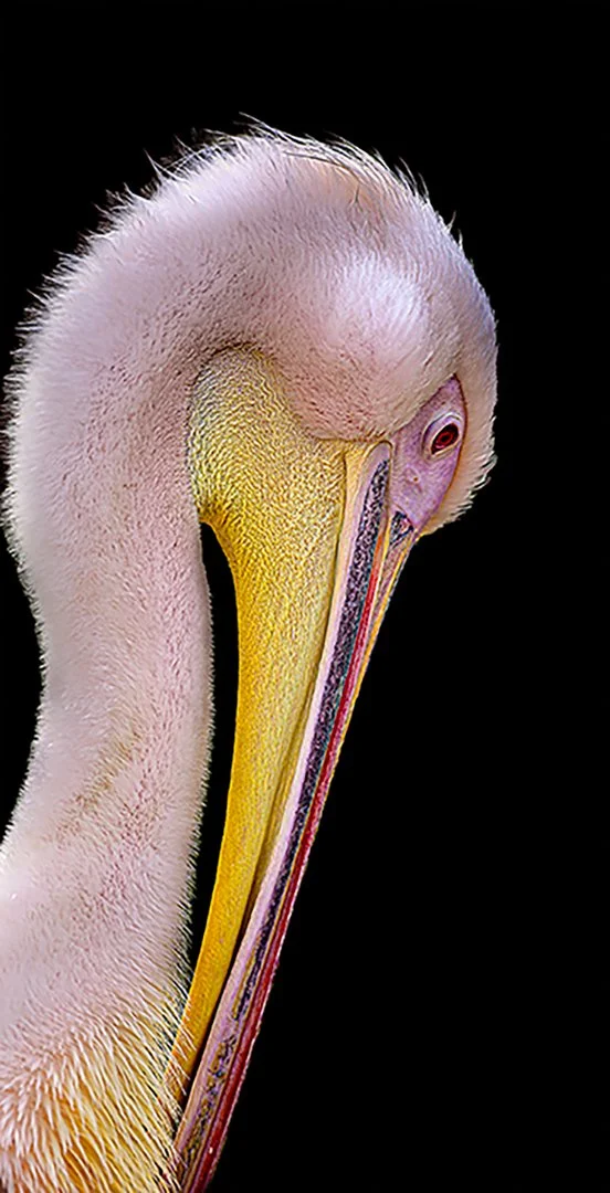 Pelican