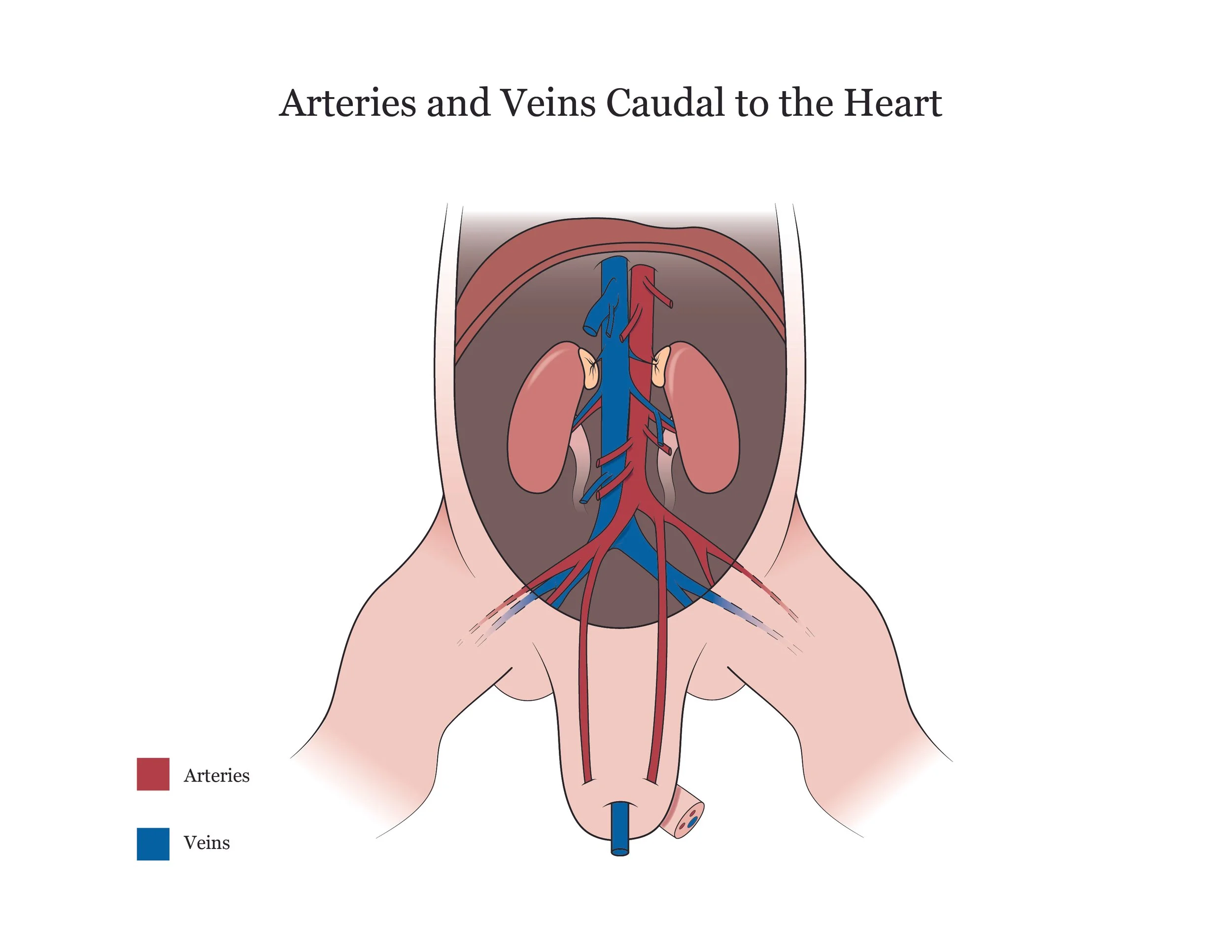 Fetal pig dissection manual showing arteries and veins caudal to the heart. 
