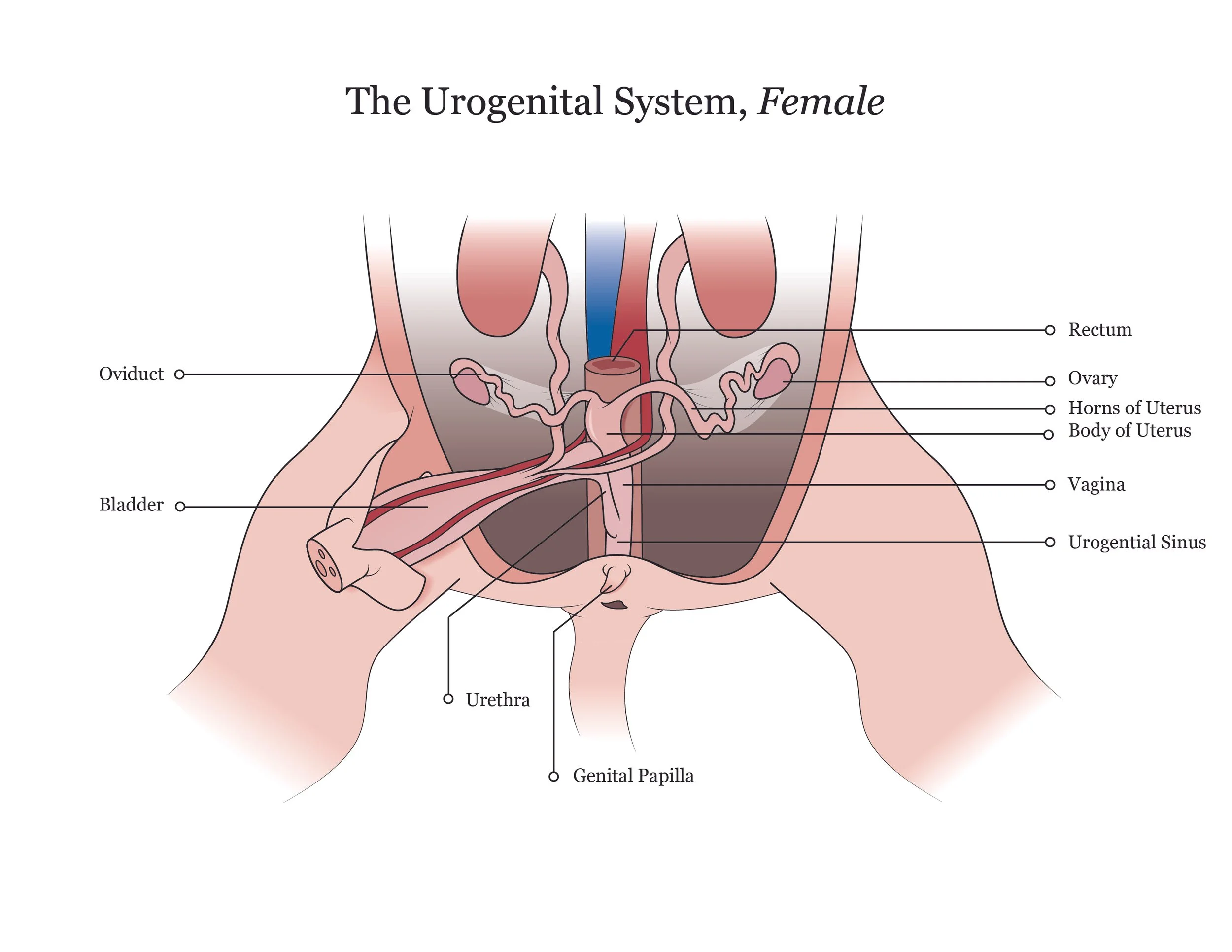 Fetal pig dissection manual showing the urogenital system of a female specimen. 