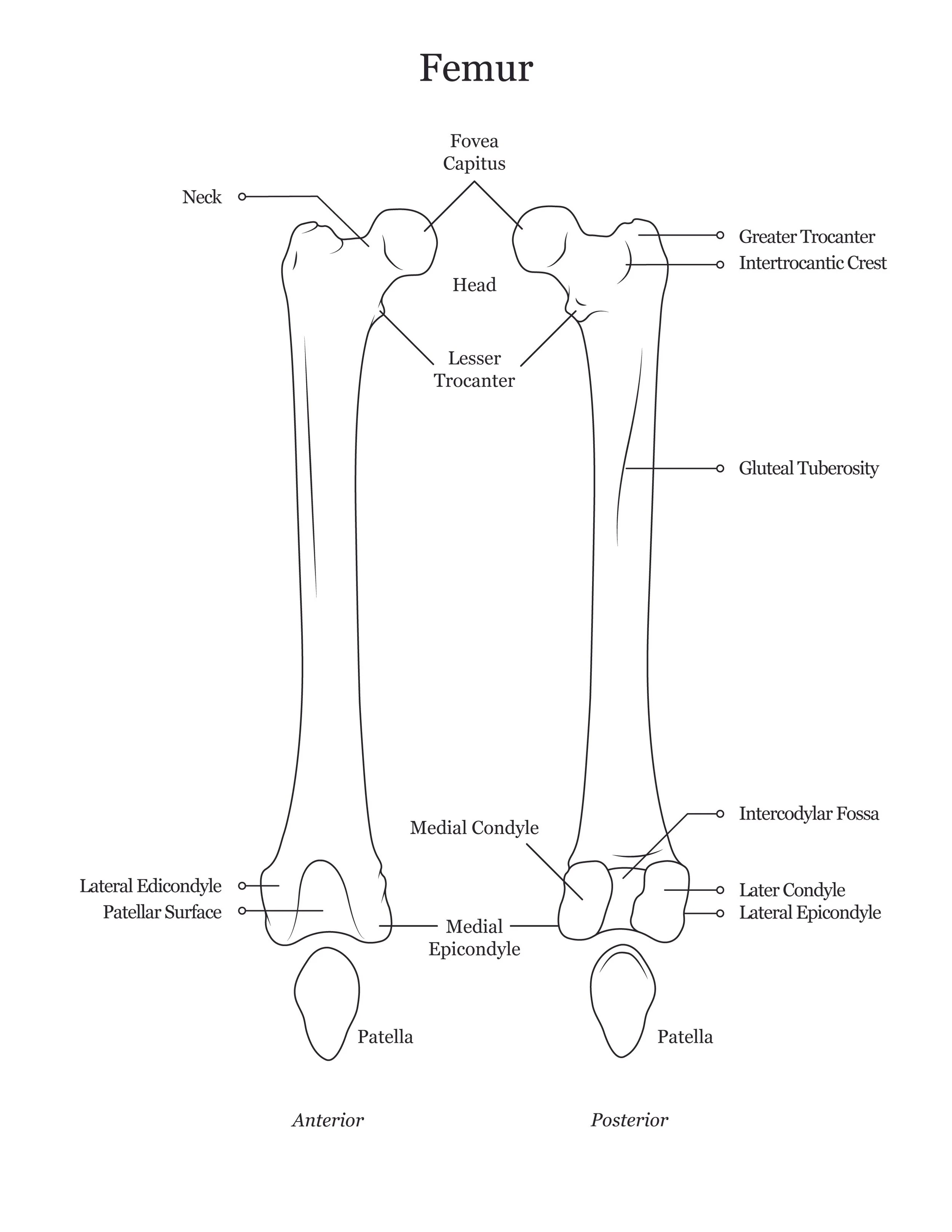 Lab dissection manual showing both anterior and posterior views of a human femur.