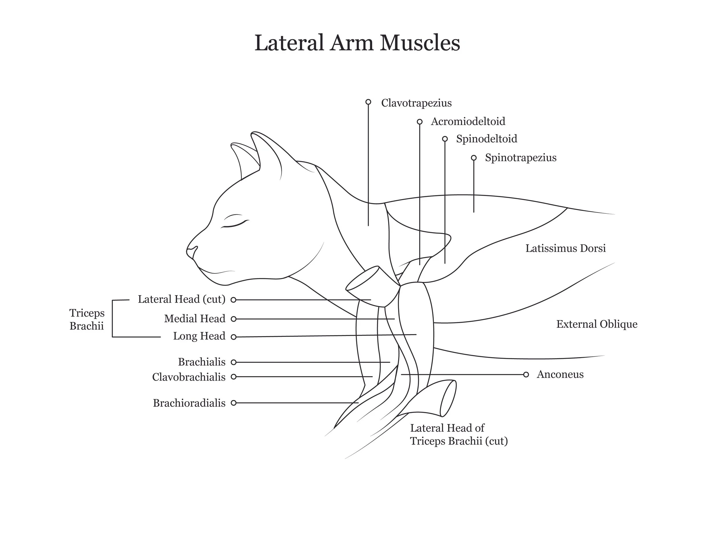 Cat dissection manual showing lateral arm muscles. 
