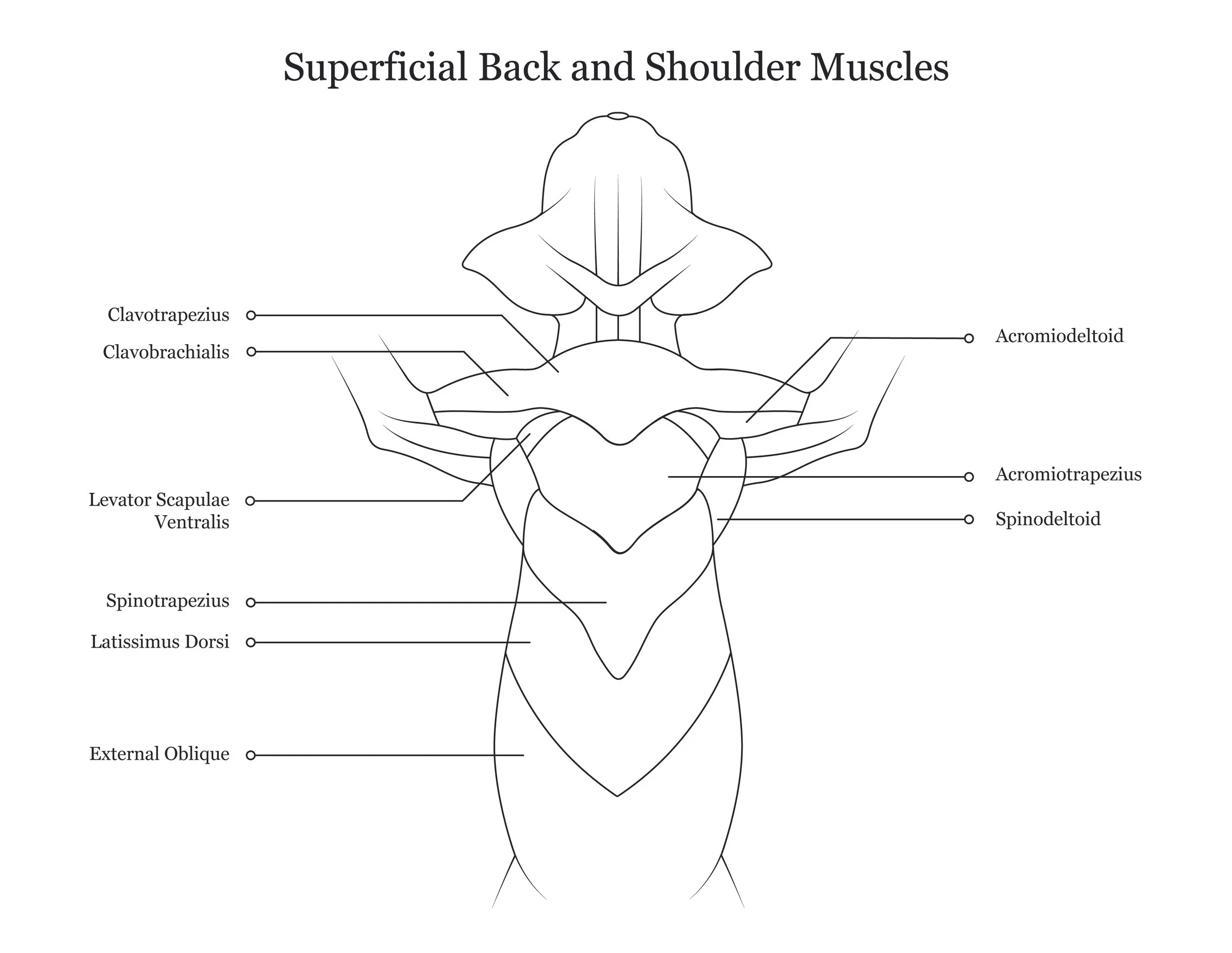 Cat dissection manual showing superficial back and shoulder muscles. 