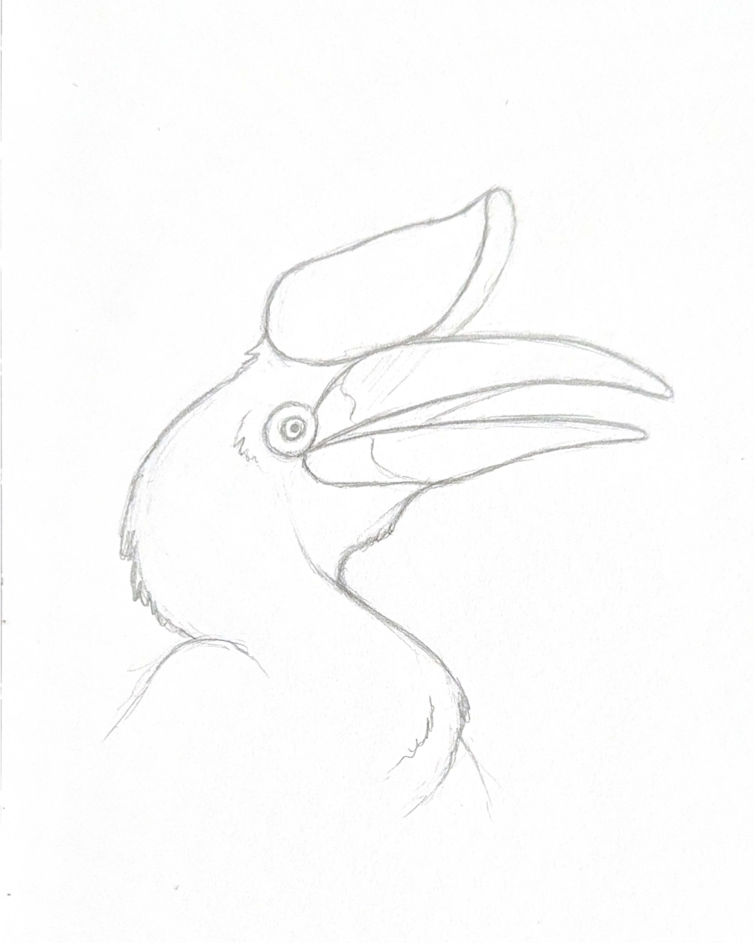 Rhinoceros Hornbill