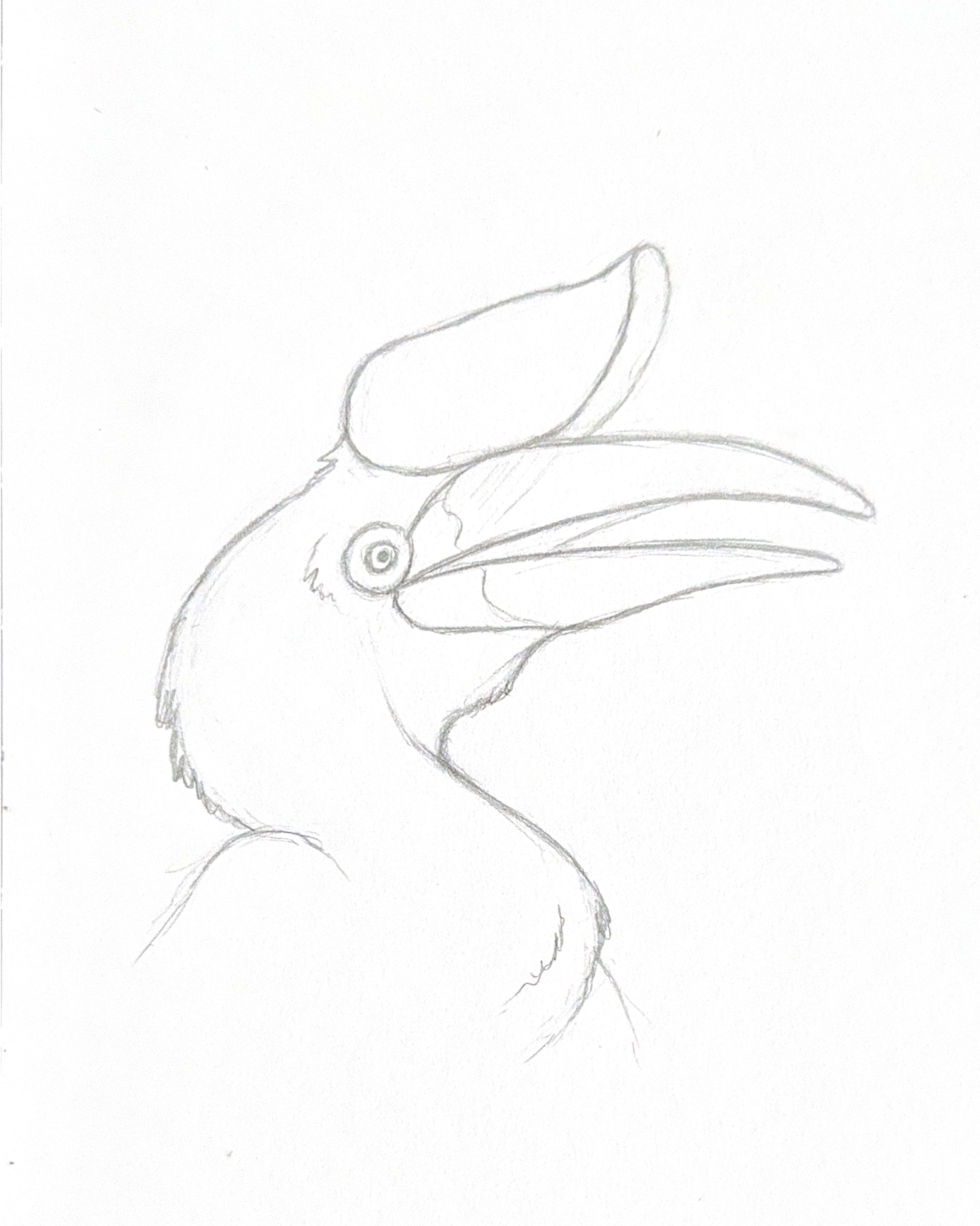 Rhinoceros Hornbill