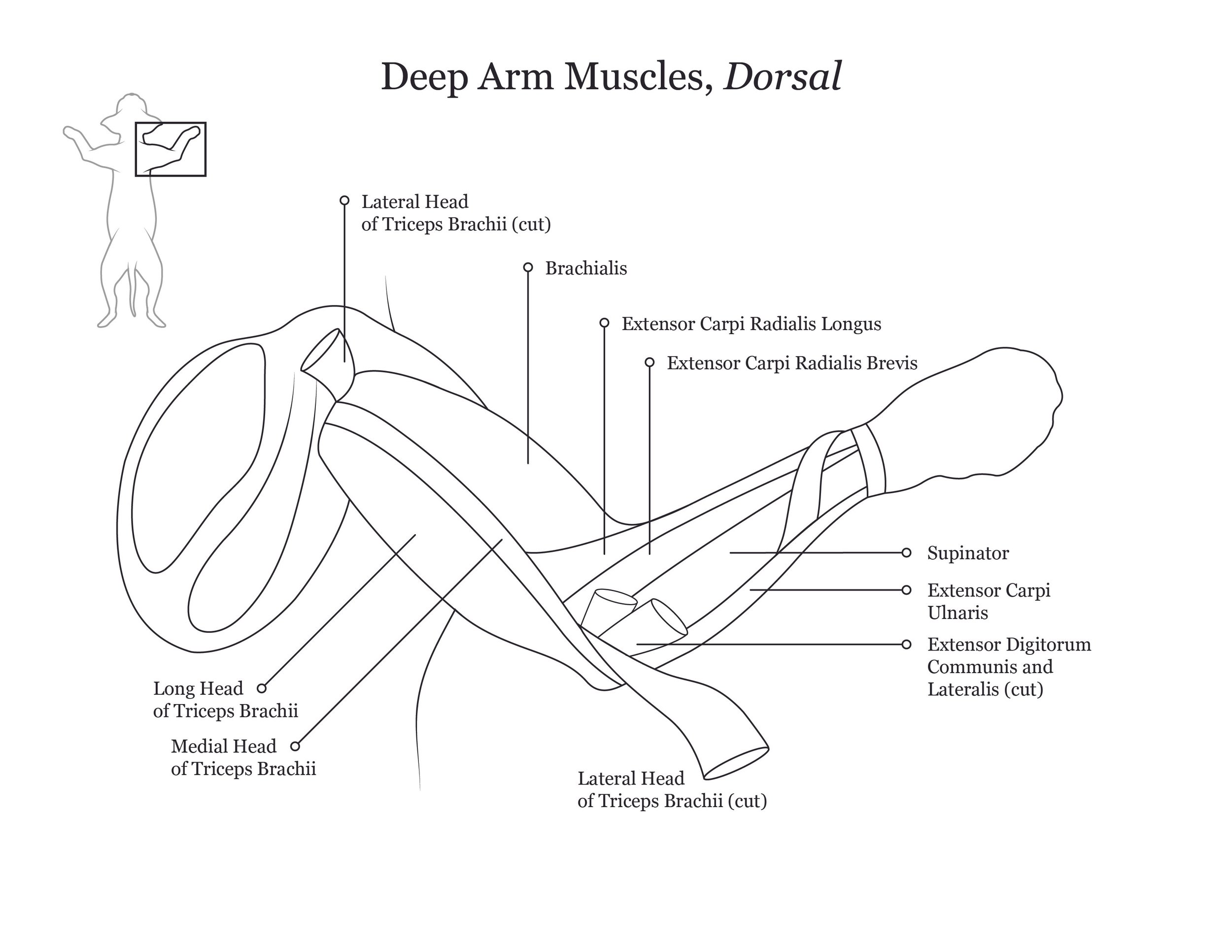 Cat dissection manual showing a dorsal view of deep arm muscles. 