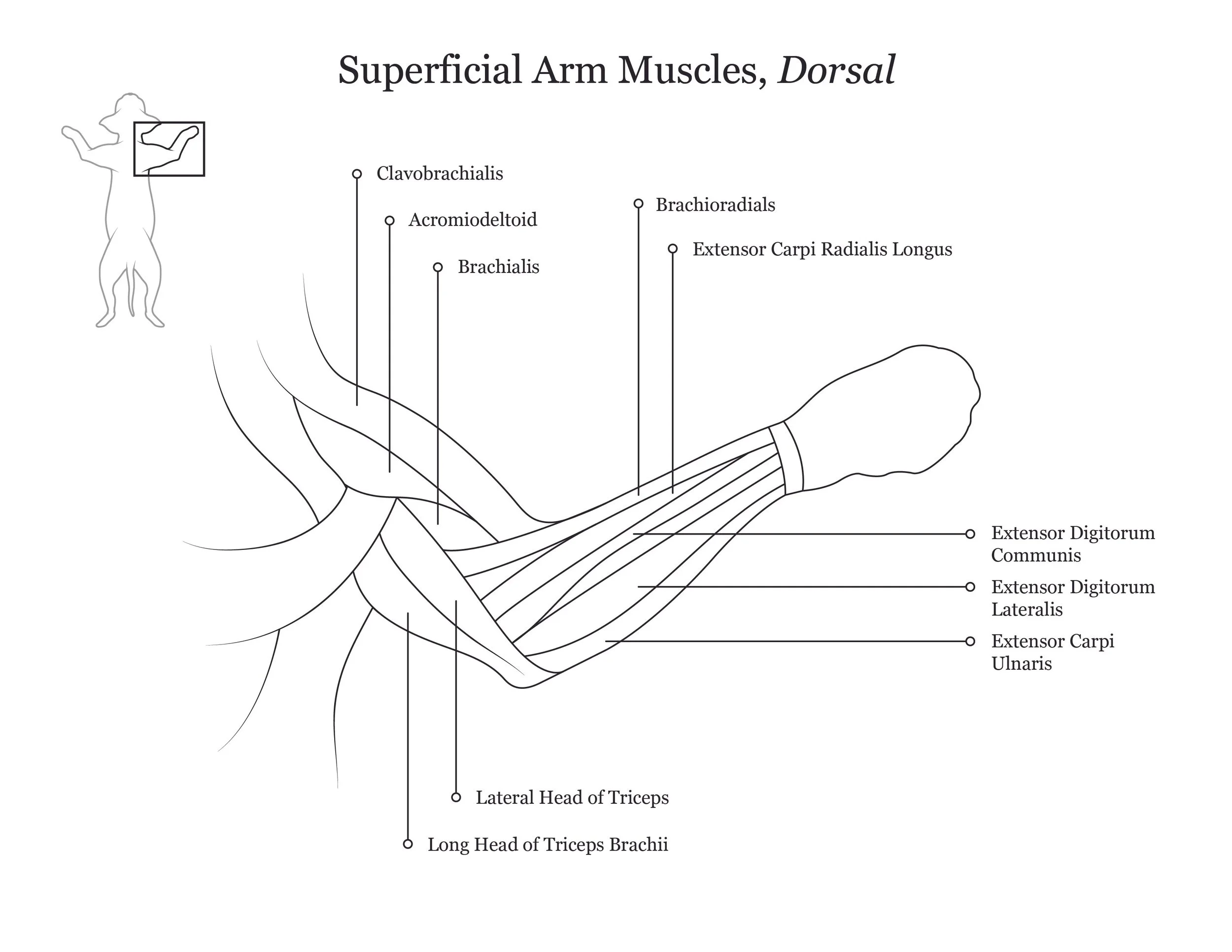 Cat dissection manual showing a dorsal view of superficial arm muscles. 
