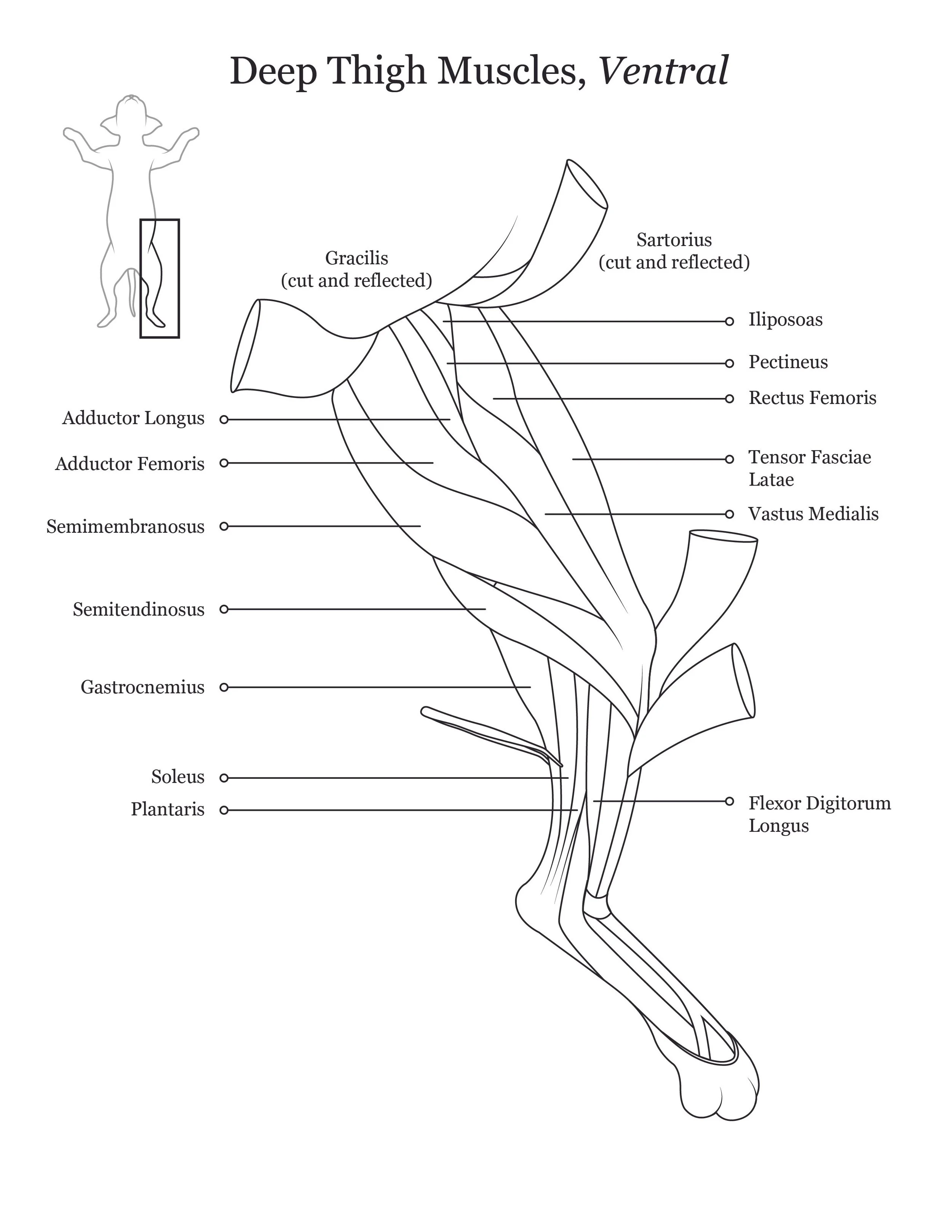 Cat dissection manual showing a ventral view of deep thigh muscles. 