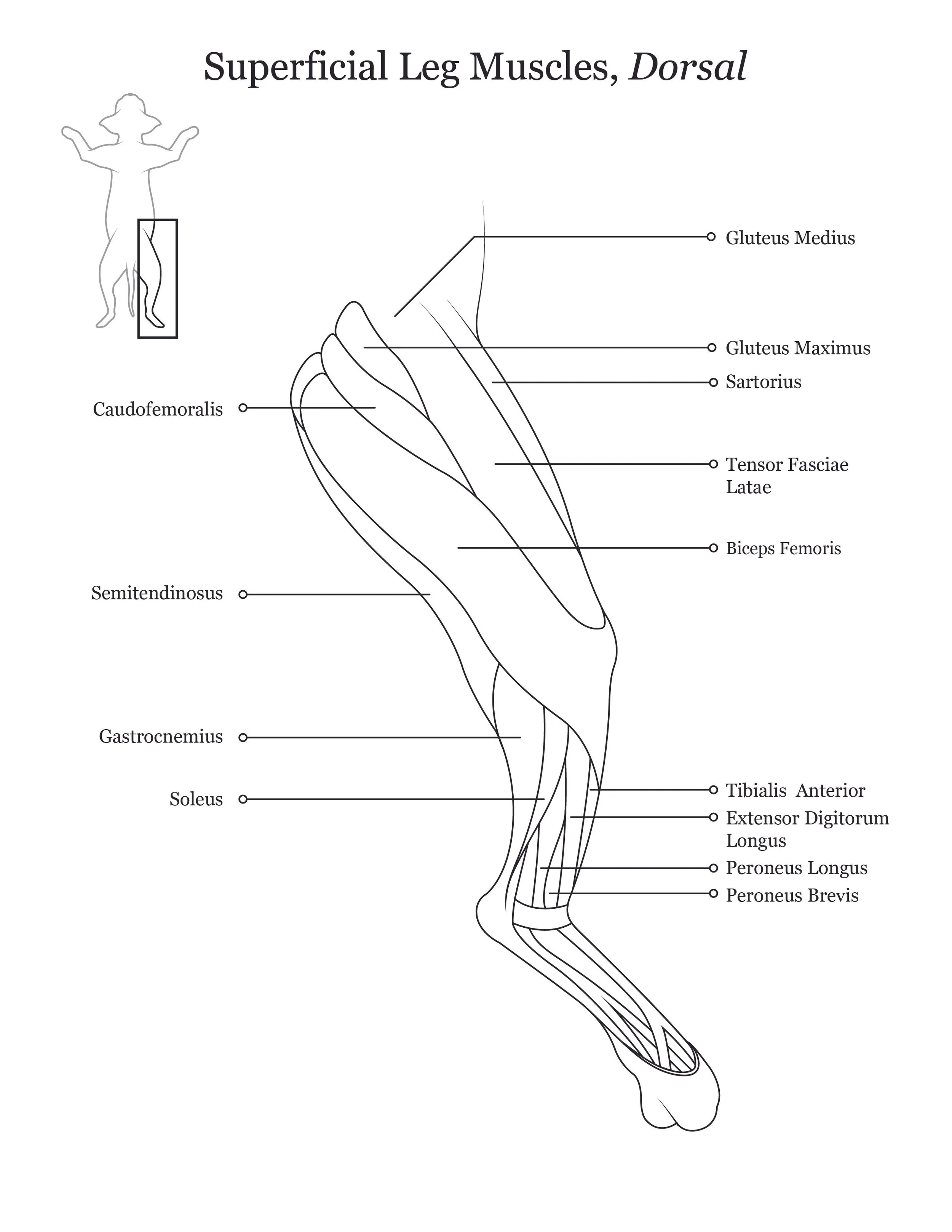 Cat dissection manual showing a dorsal view of superficial leg muscles. 