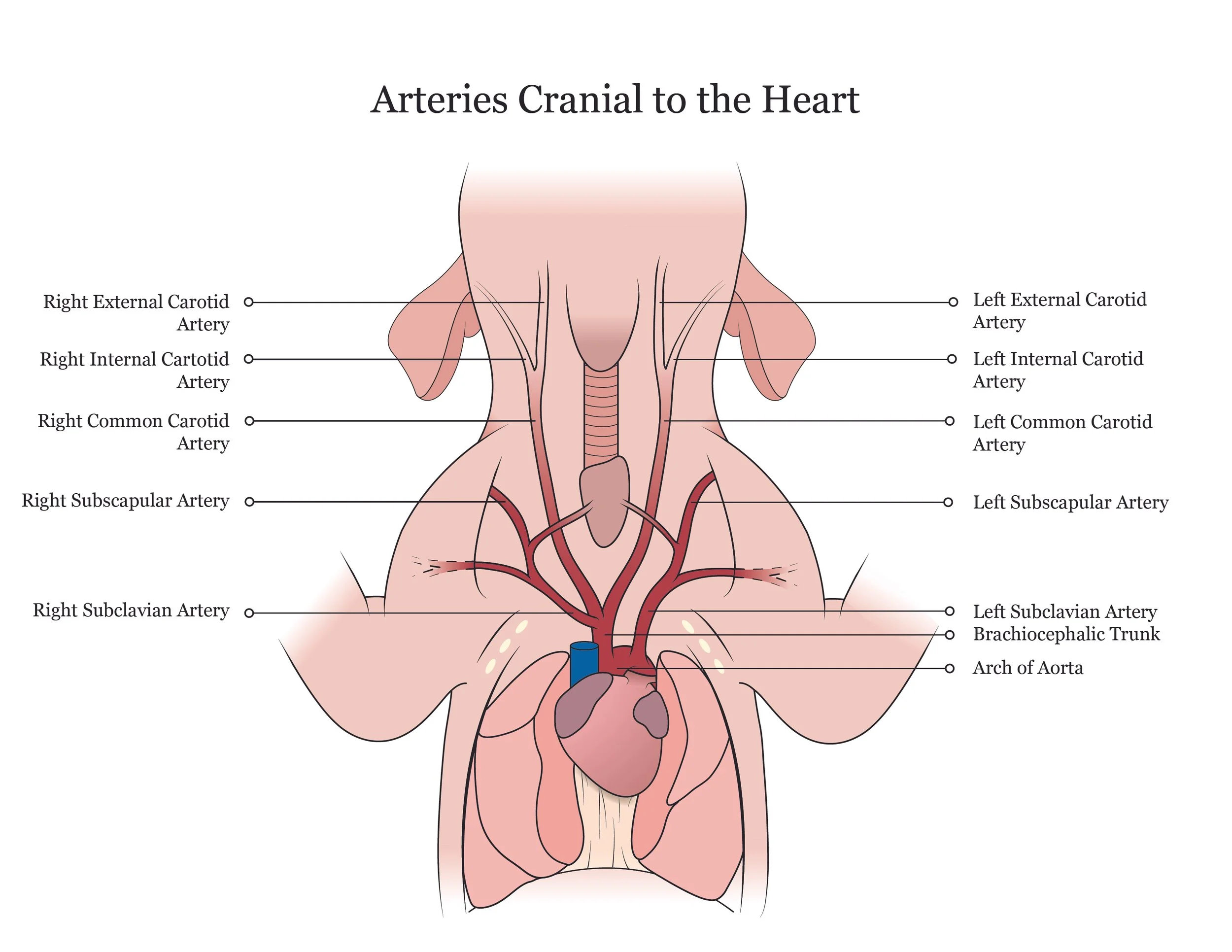 Fetal pig dissection manual showing arteries cranial to the heart. 