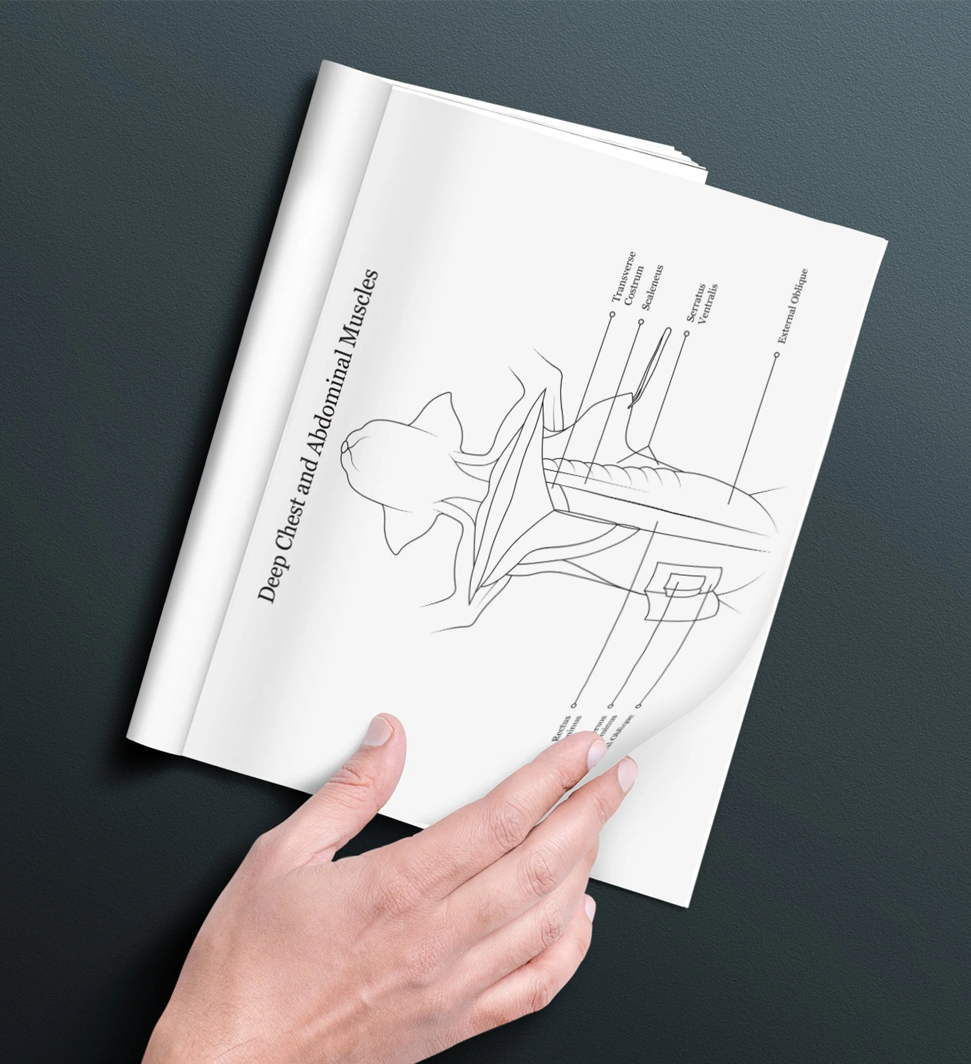 Hand holding an open dissection manual. The page featured depicts the deep chest and abdominal muscles of a cat specimen.
