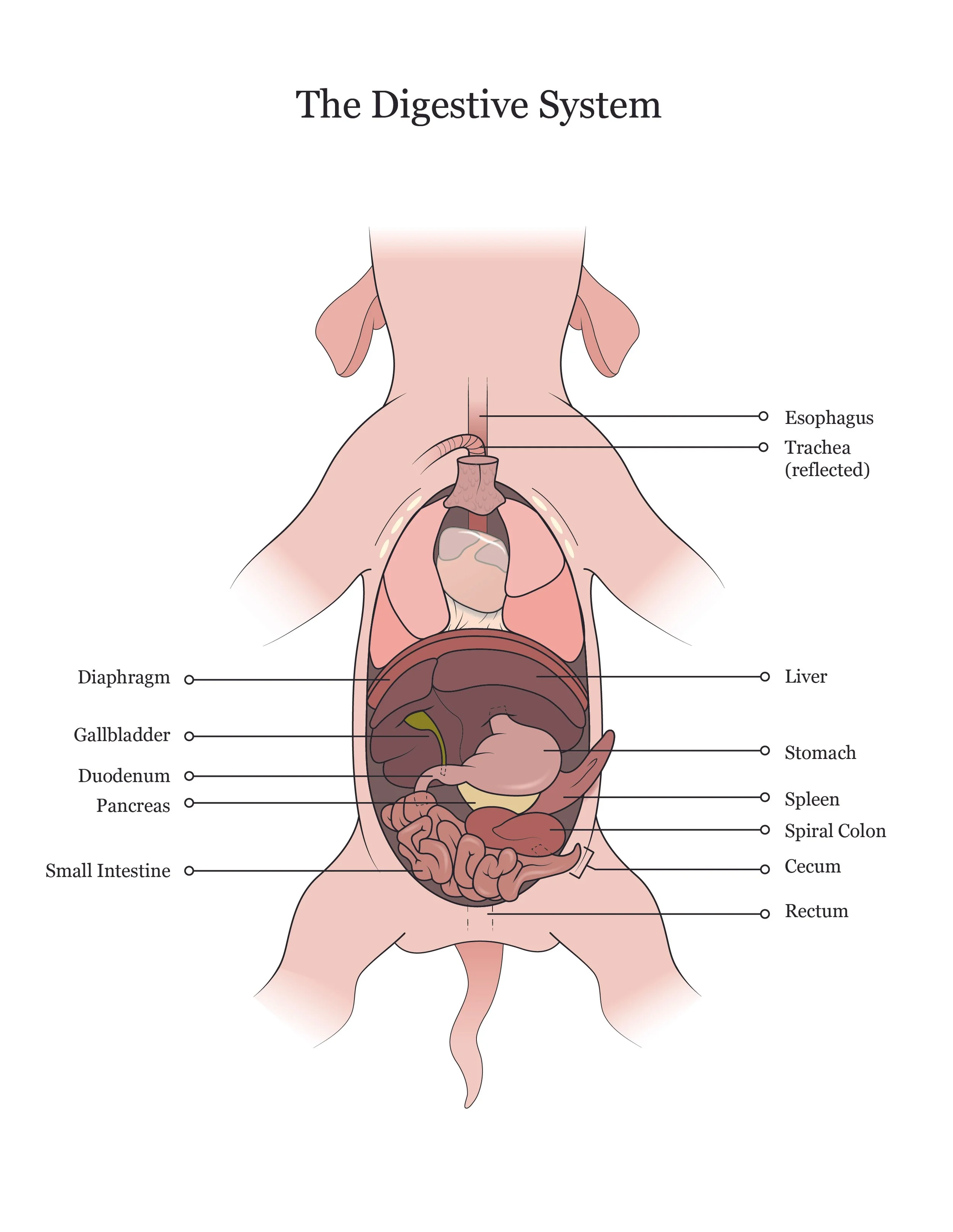 Fetal pig dissection manual showing the digestive system. 