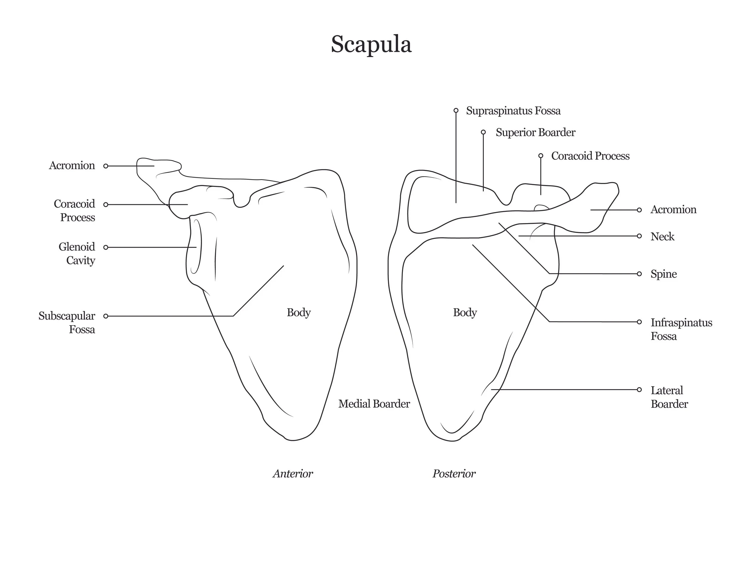 Lab dissection manual showing both anterior and posterior views of a human scapula.