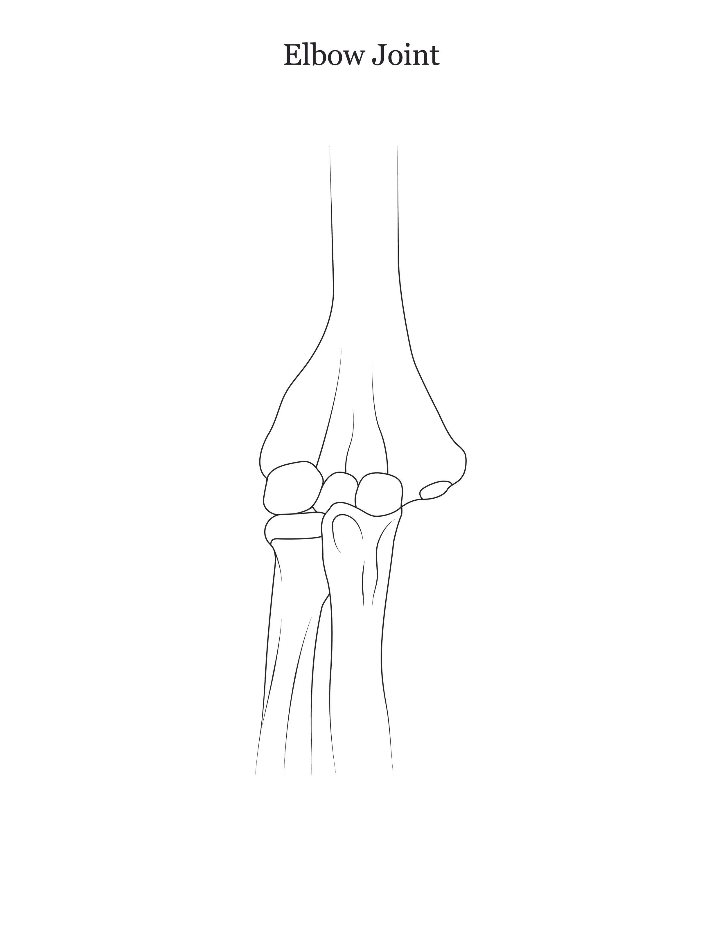 Lab dissection manual showing the human elbow joint. 