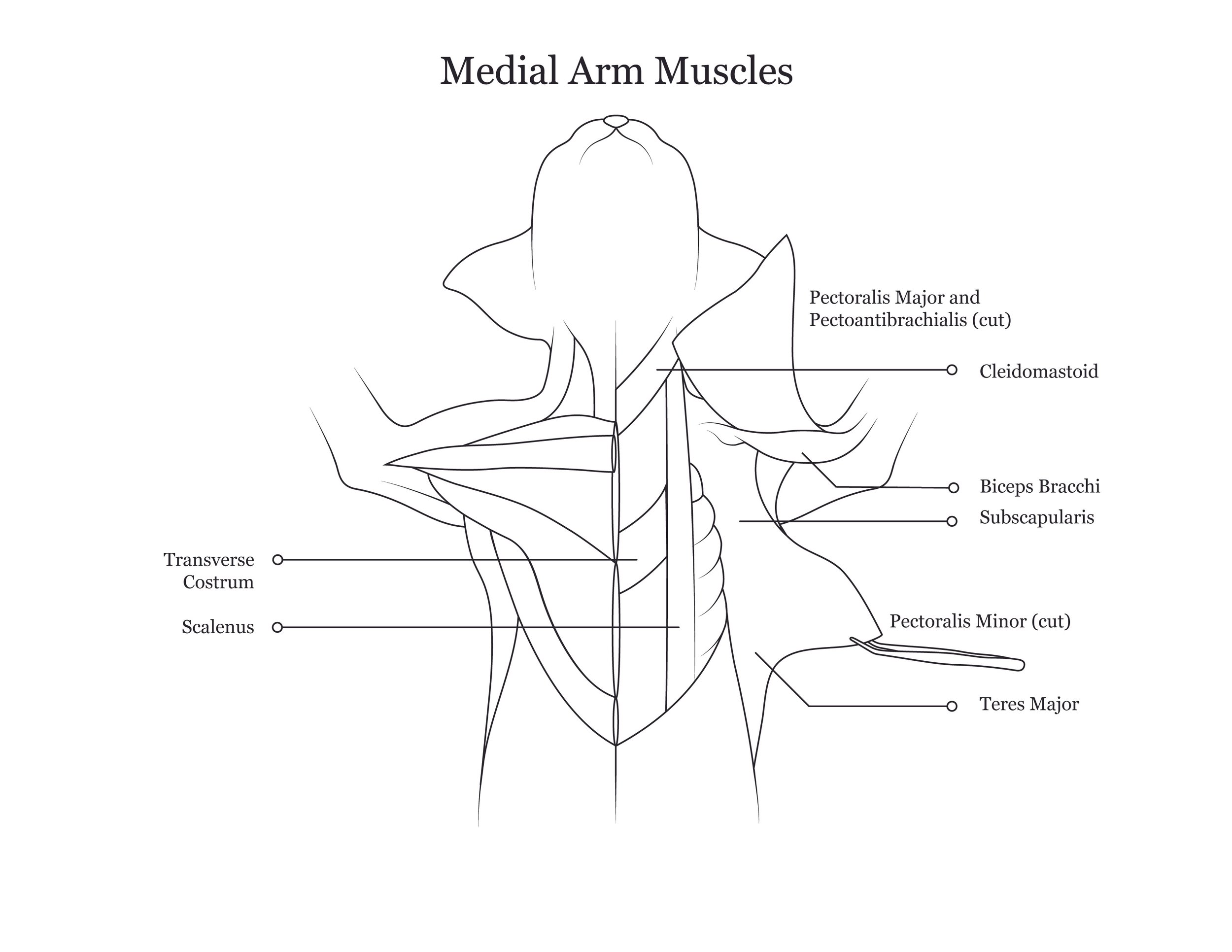 Cat dissection manual showing medial arm muscles. 