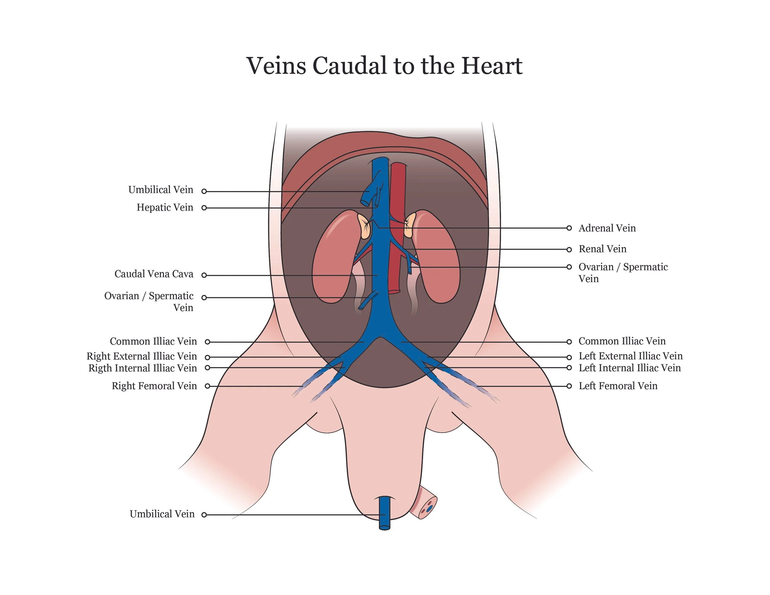 Fetal pig dissection manual showing veins caudal to the heart. 