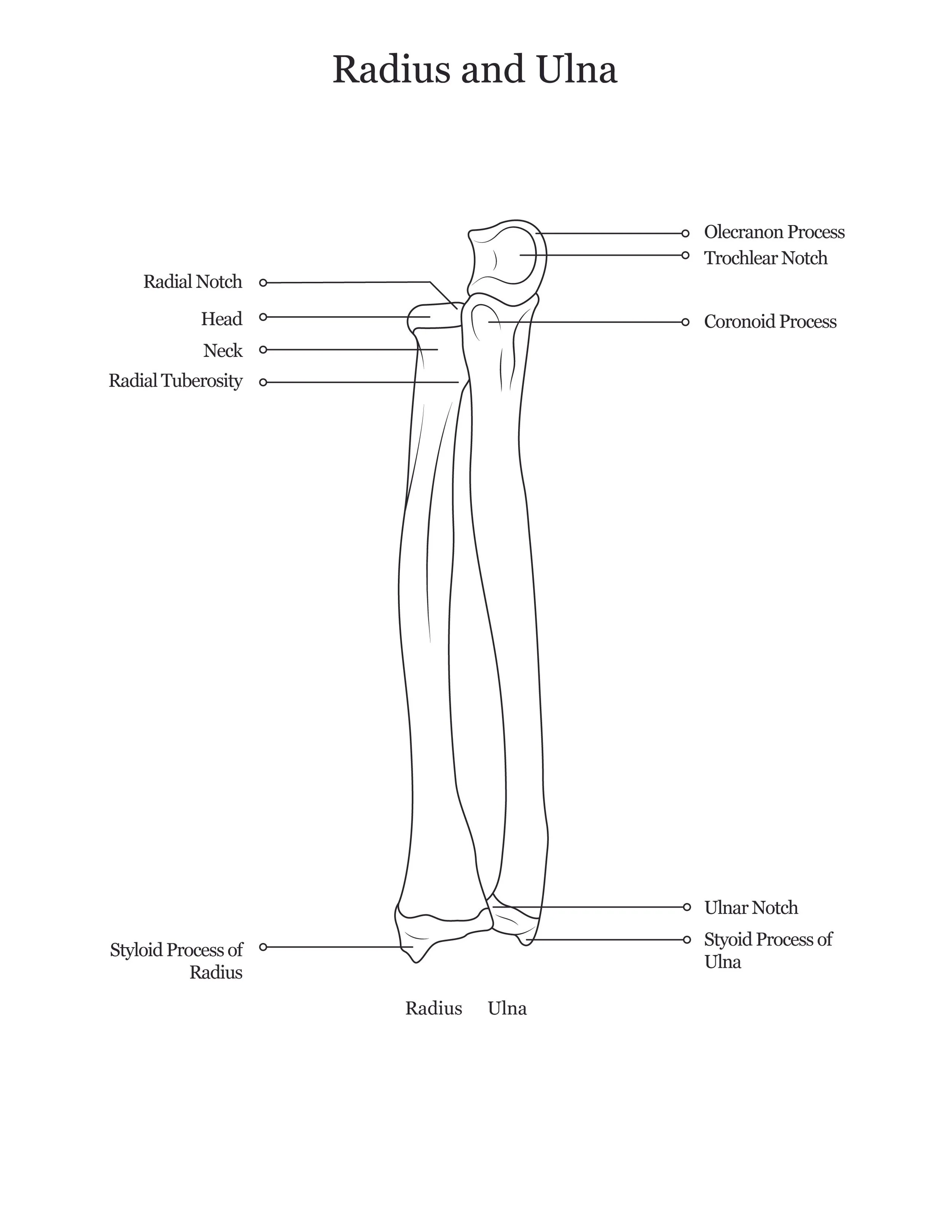 Lab dissection manual showing human radius and ulna. 