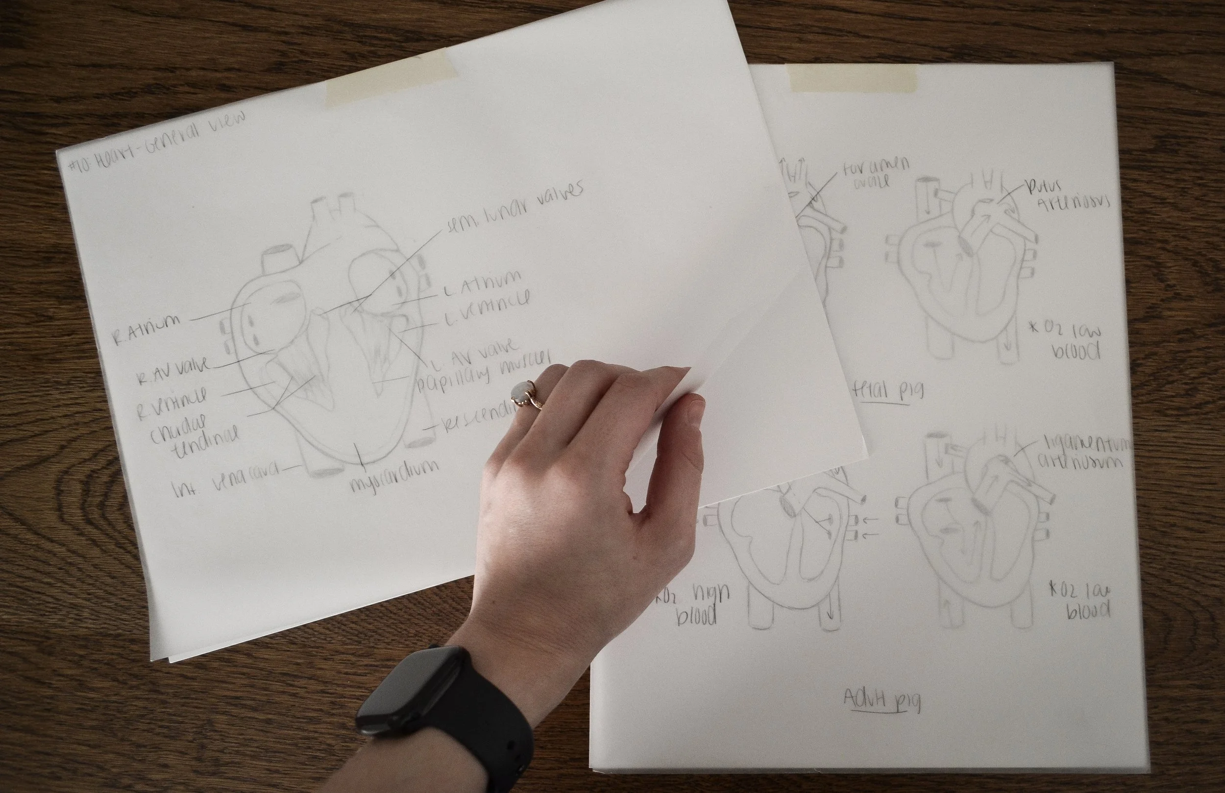 Sketches on a table featuring the internal anatomy of a heart heart.