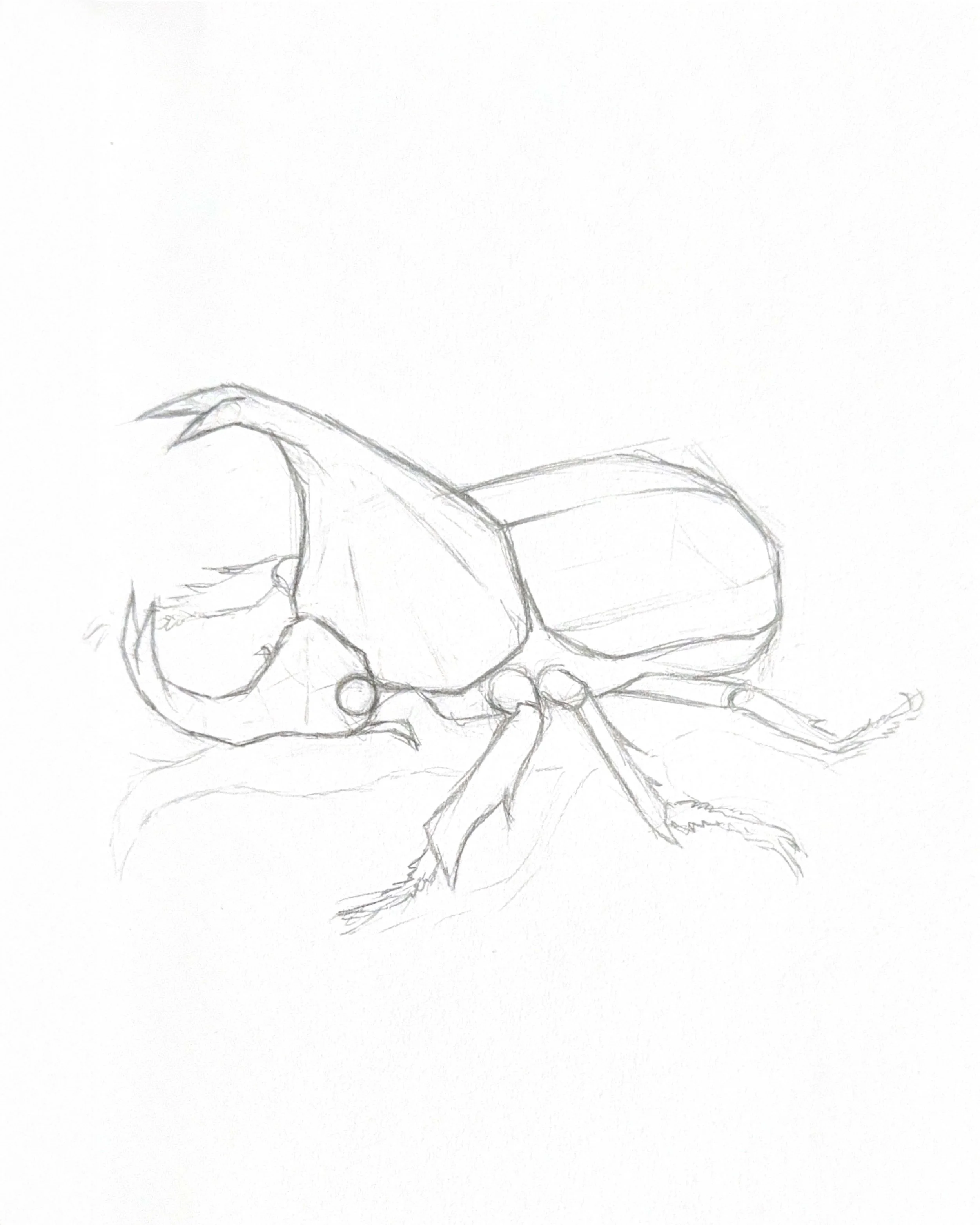 Beetle
