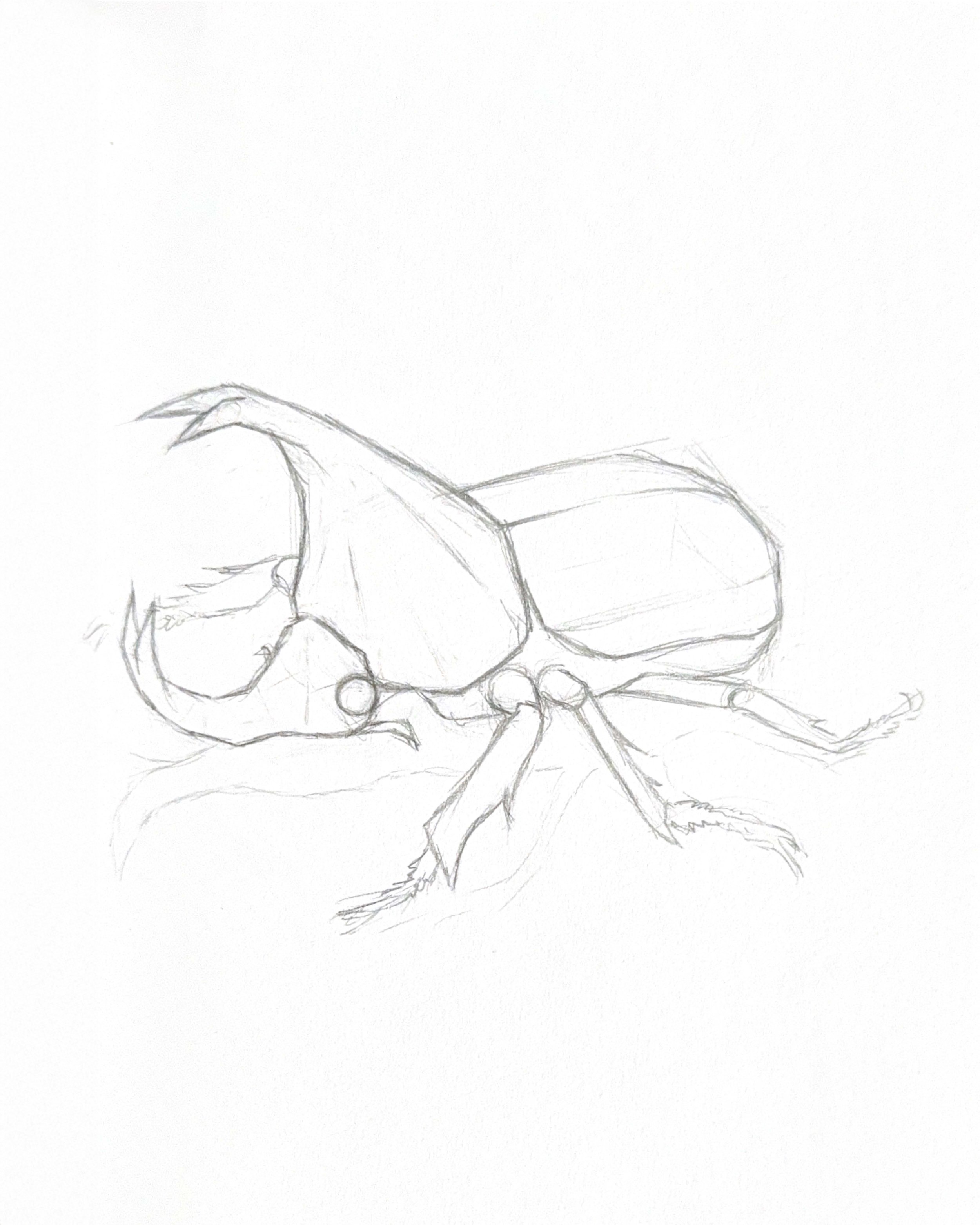 Beetle