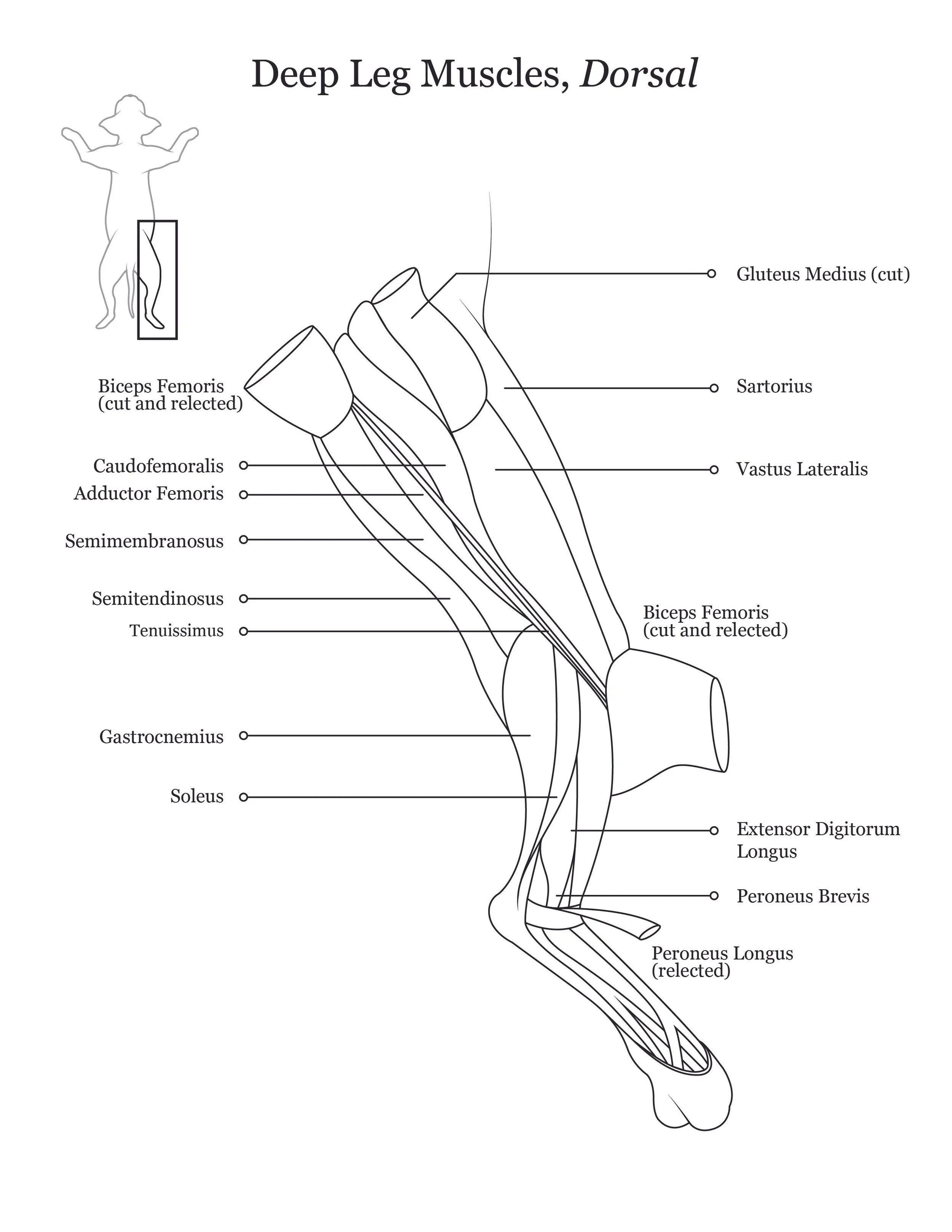 Cat dissection manual showing a dorsal view of deep leg muscles. 