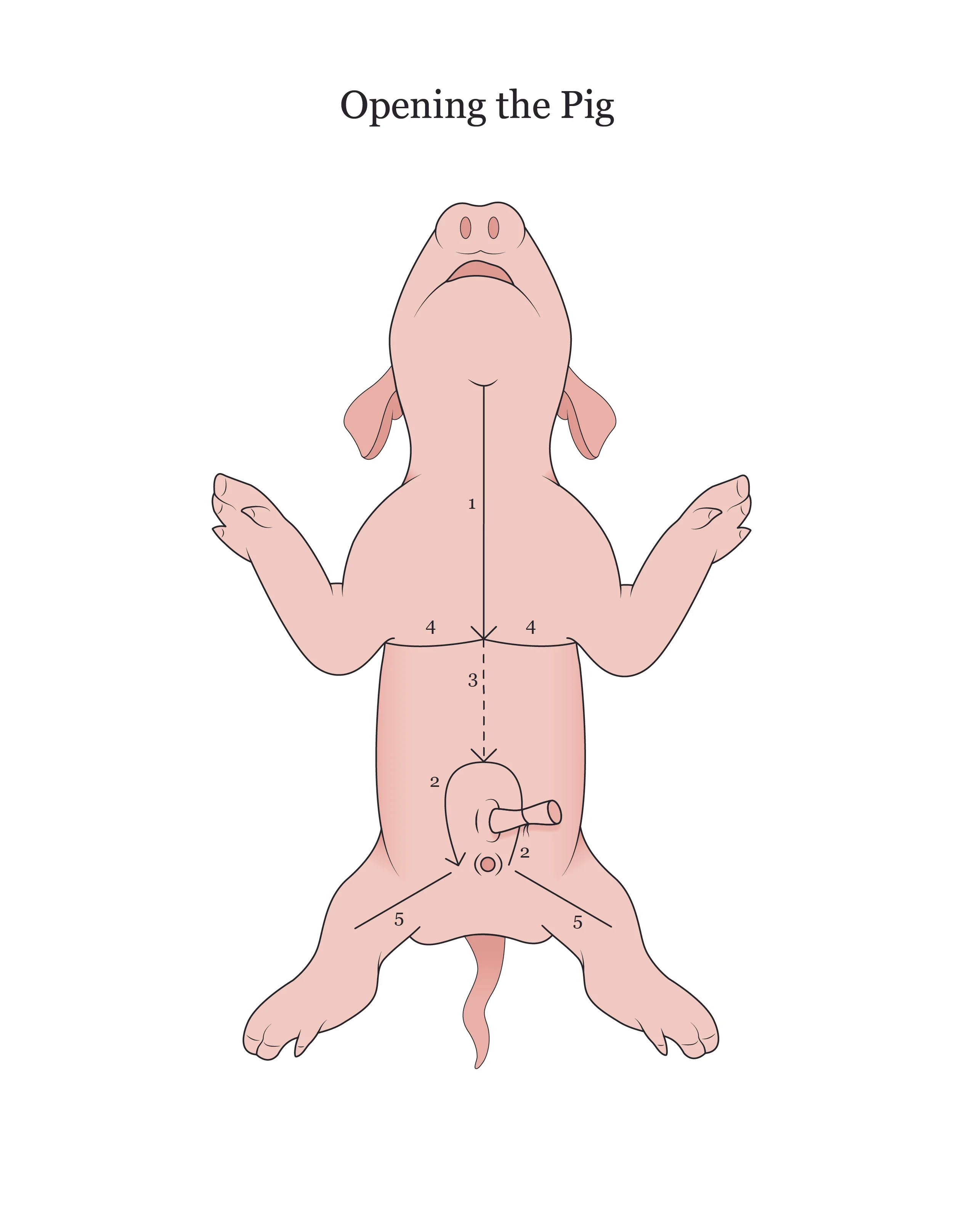 Fetal pig dissection manual showing how to open the specimen. 