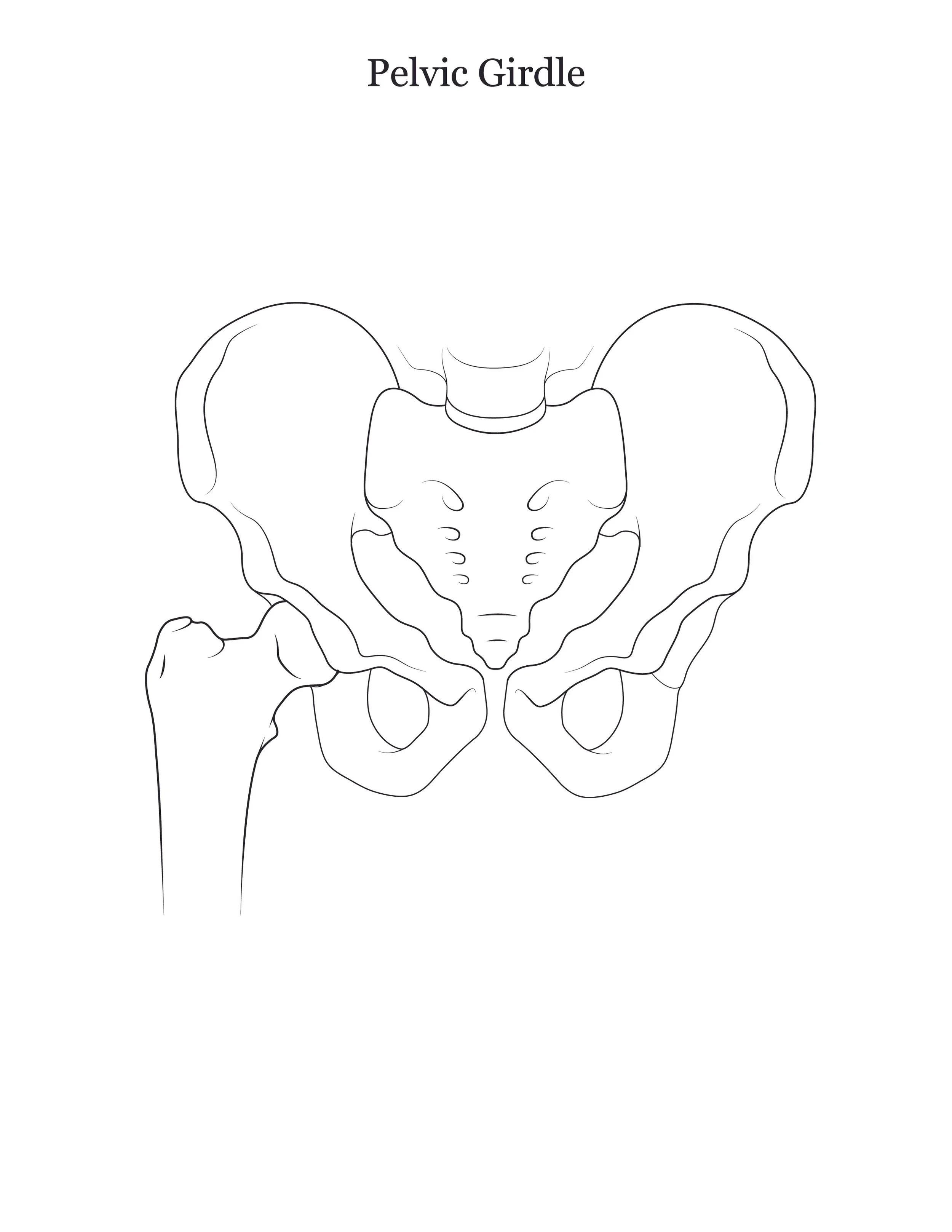 Lab dissection manual showing the human pelvic girdle. 