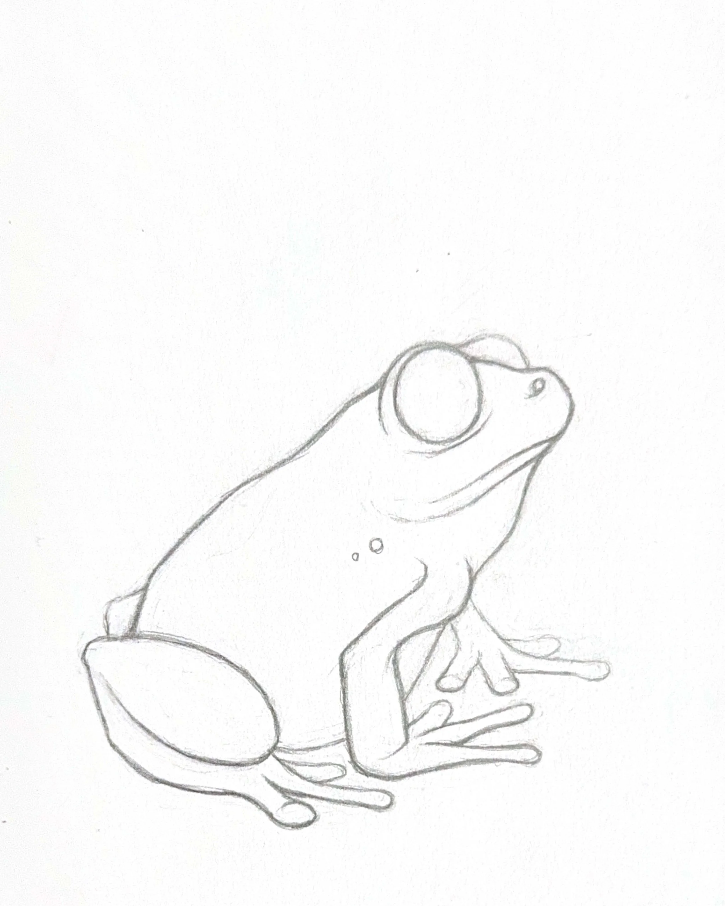 Tree Frog