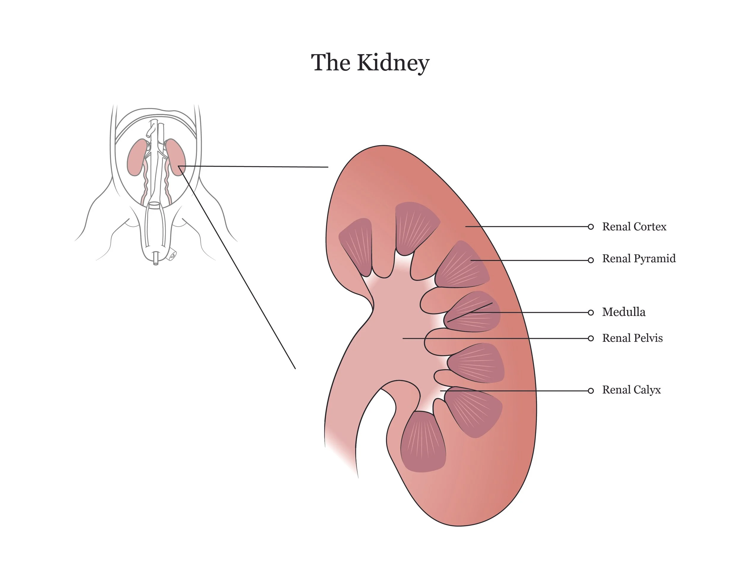 Fetal pig dissection manual showing the kidney. 