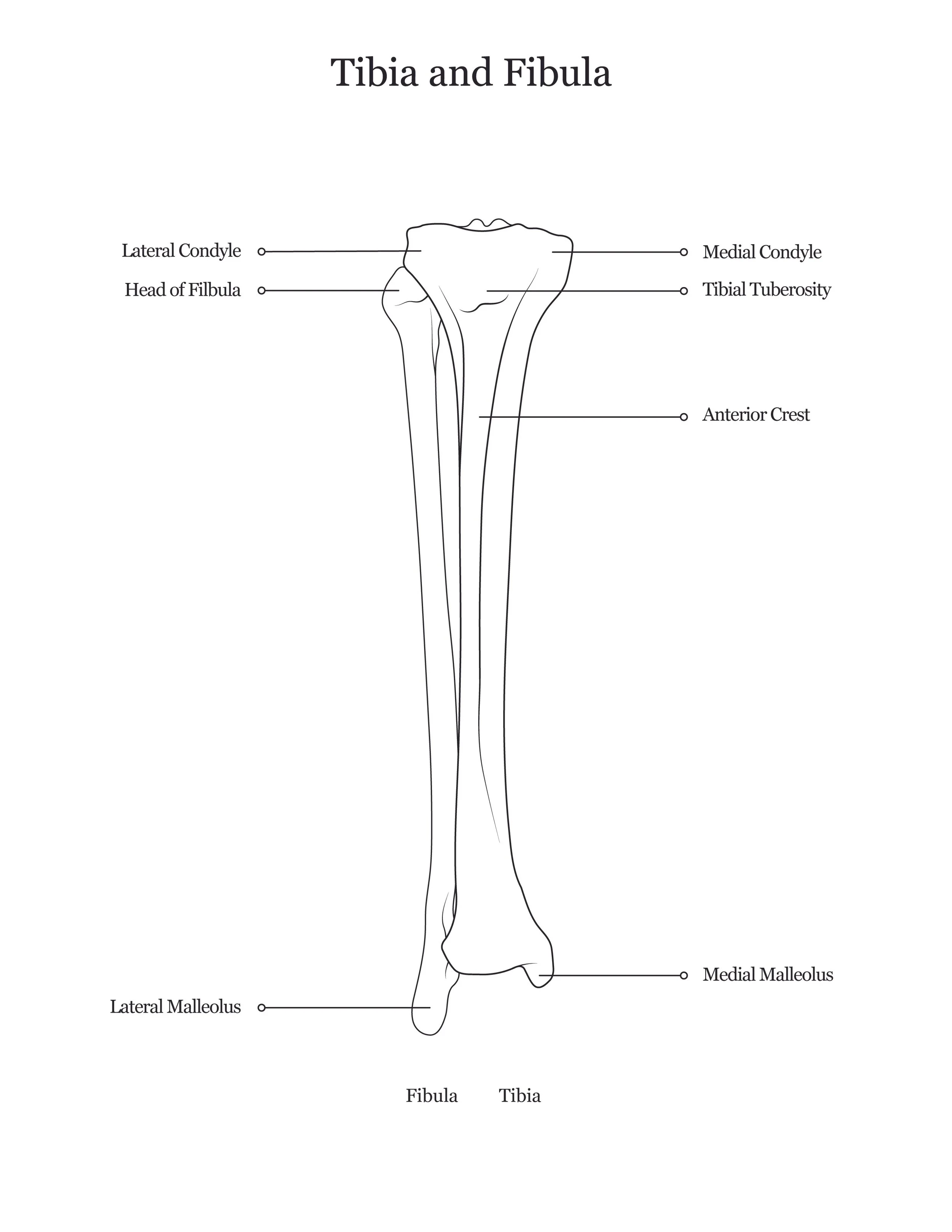 Lab dissection manual showing human tibia and fibula. 