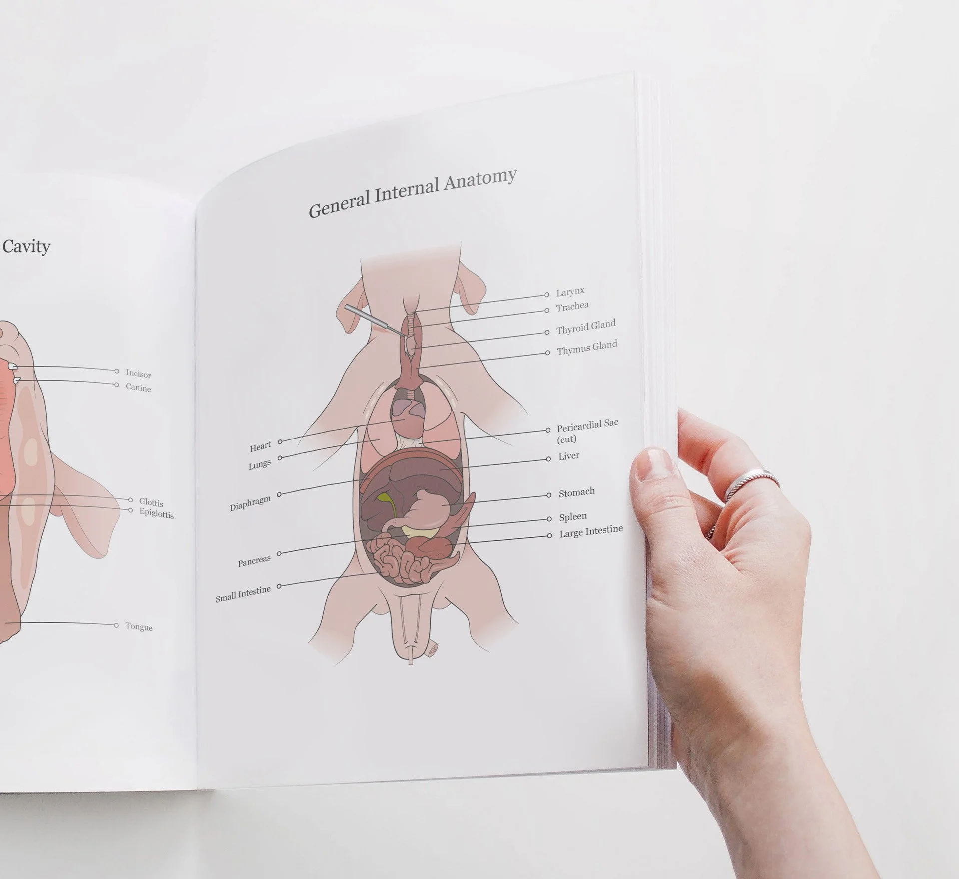 Hand holding an open dissection manual. The page features anatomical illustrations of the general internal anatomy of a fetal pig specimen.