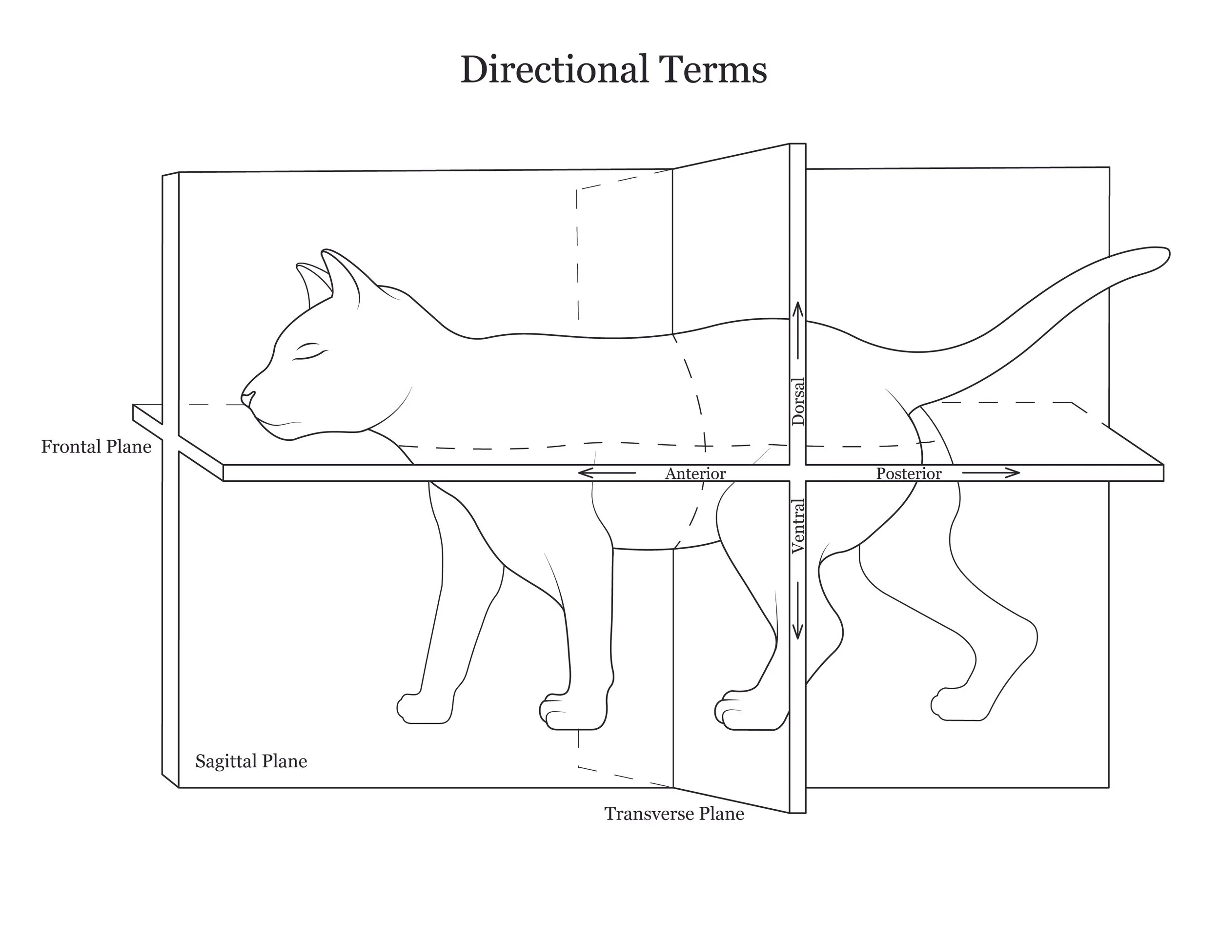Cat dissection manual showing directional terms. 