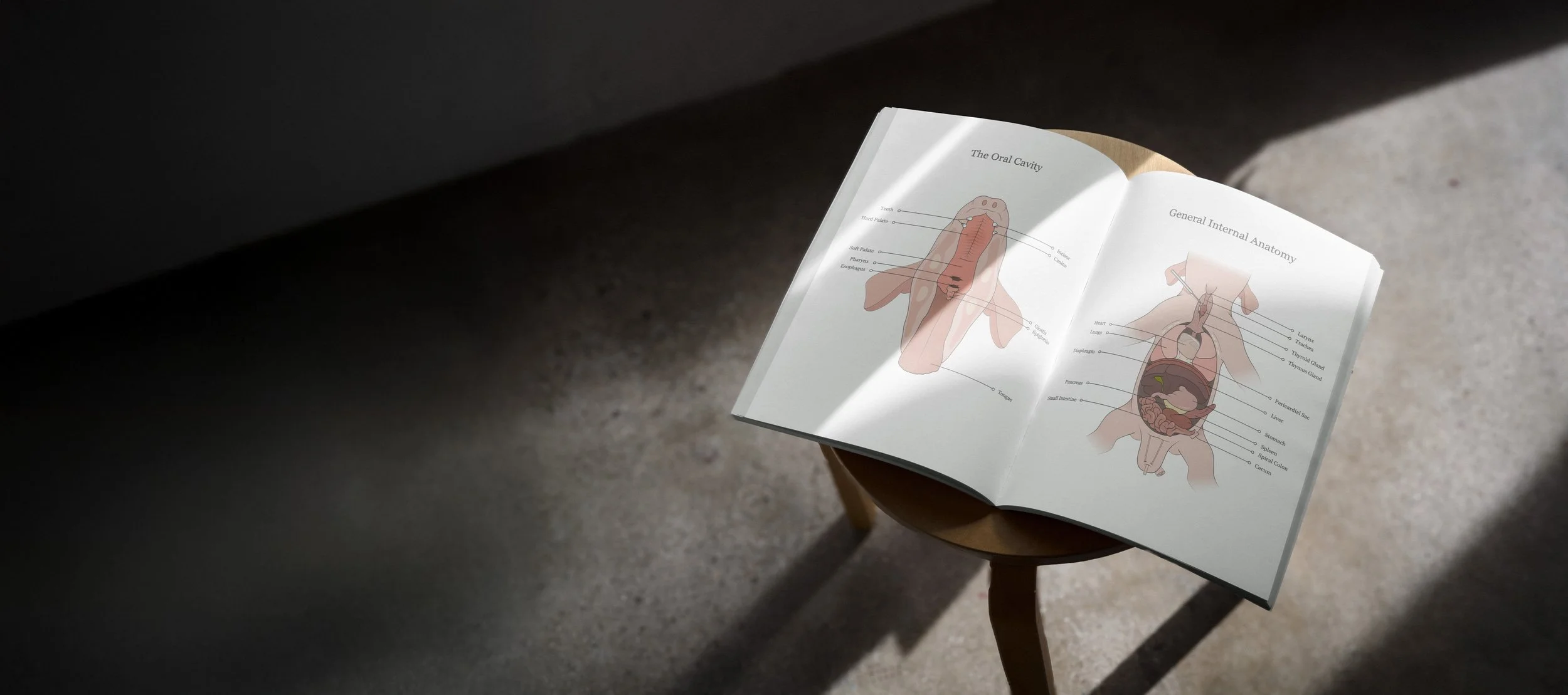 Stool with an open dissection manual. The page features anatomical illustrations of the oral cavity and general internal anatomy of a fetal pig specimen.